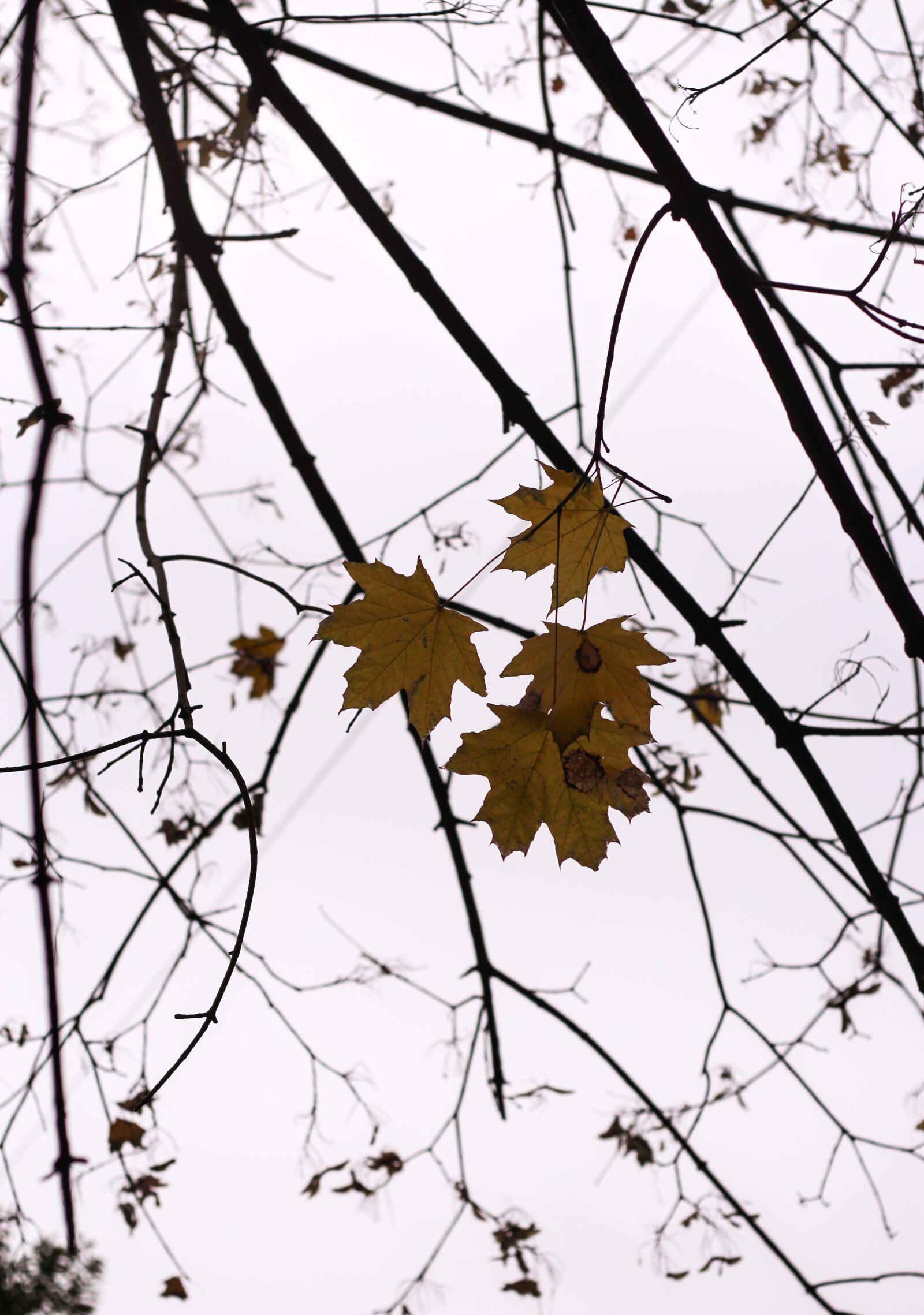 Canon EOS M + Canon EF 50mm F1.8 II sample photo. The leaves, gold, cold photography
