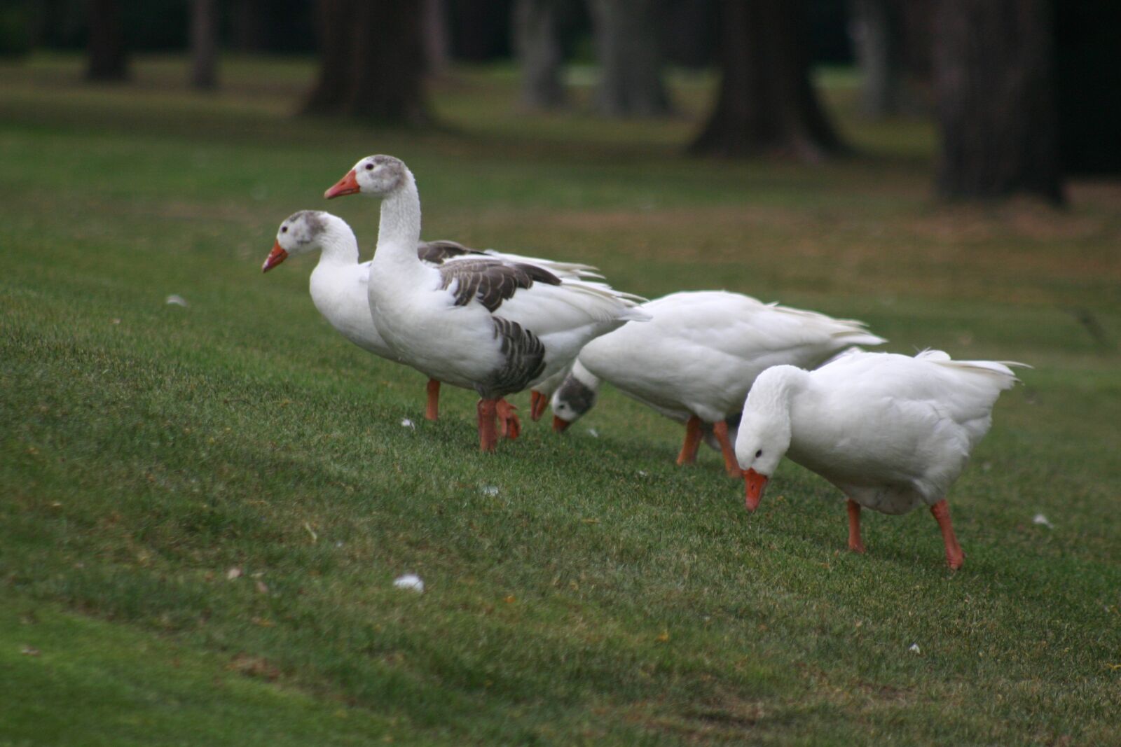 Canon EOS 300D (EOS Digital Rebel / EOS Kiss Digital) sample photo. Ducks, field, nature photography