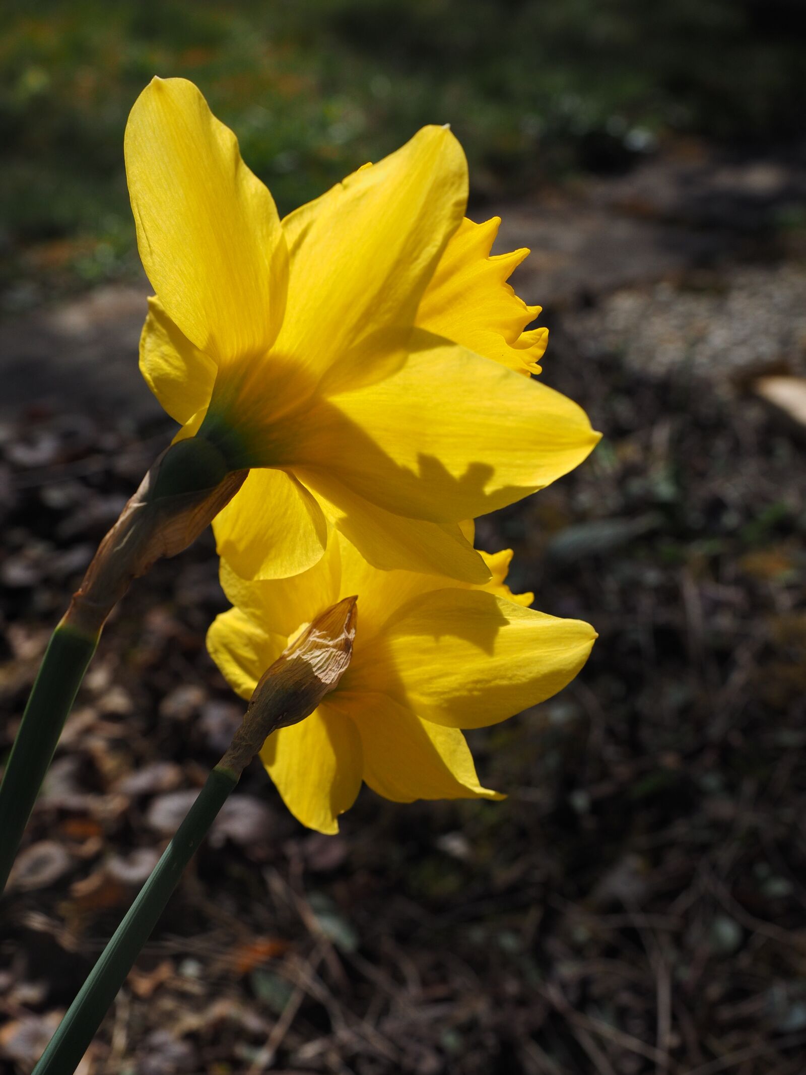 Olympus OM-D E-M1 + Olympus M.Zuiko Digital ED 12-40mm F2.8 Pro sample photo. Daffodils, flowers, yellow photography