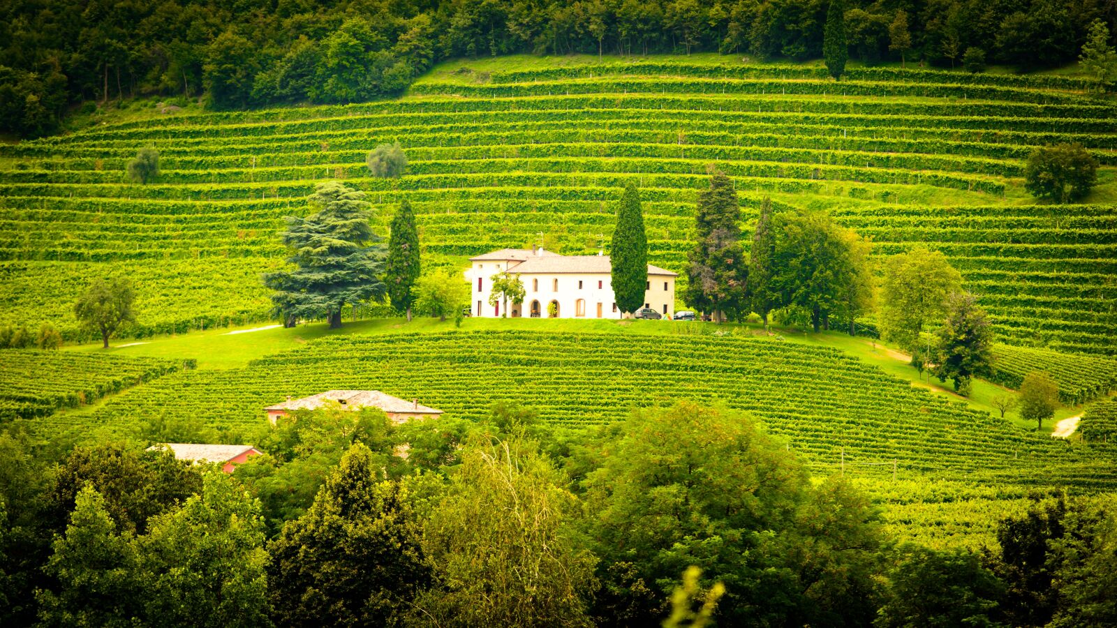 Nikon D800 sample photo. Italy, winery, vines photography