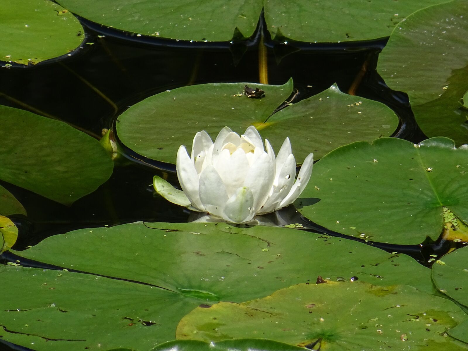 Sony DSC-HX60V sample photo. Green, white, water lily photography