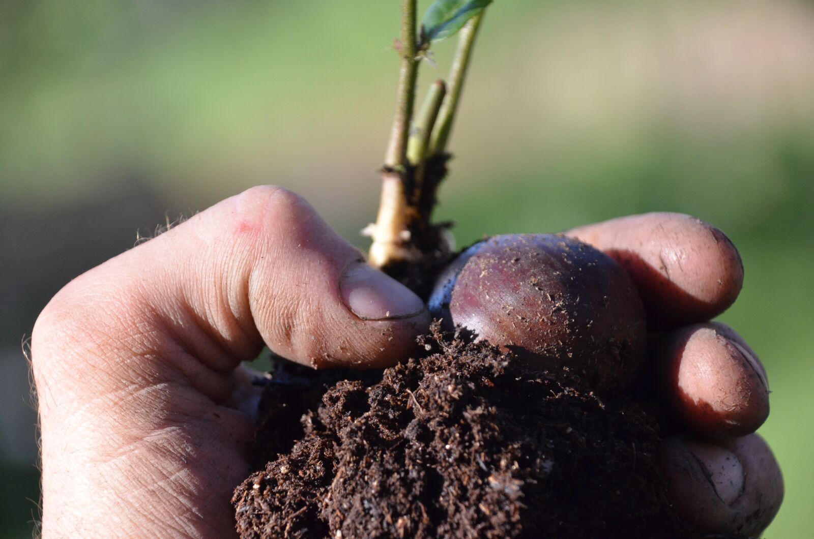 Nikon D5100 sample photo. Chestnut seedling, luke ruffner photography