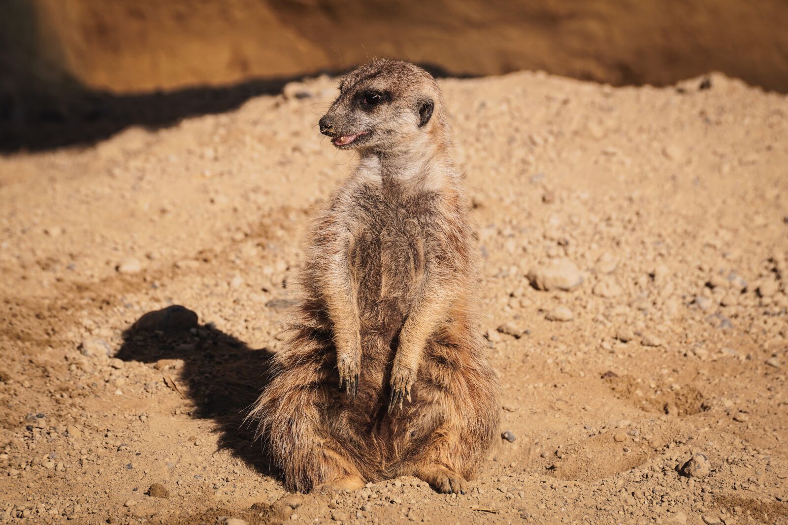Sony DT 55-300mm F4.5-5.6 SAM sample photo. Meerkat, funny, watch photography