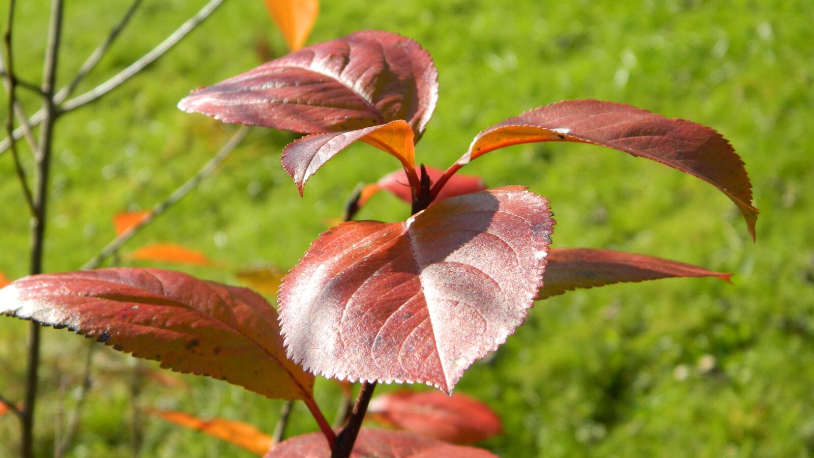 Nikon Coolpix L120 sample photo. Leaves, autumn, colors photography