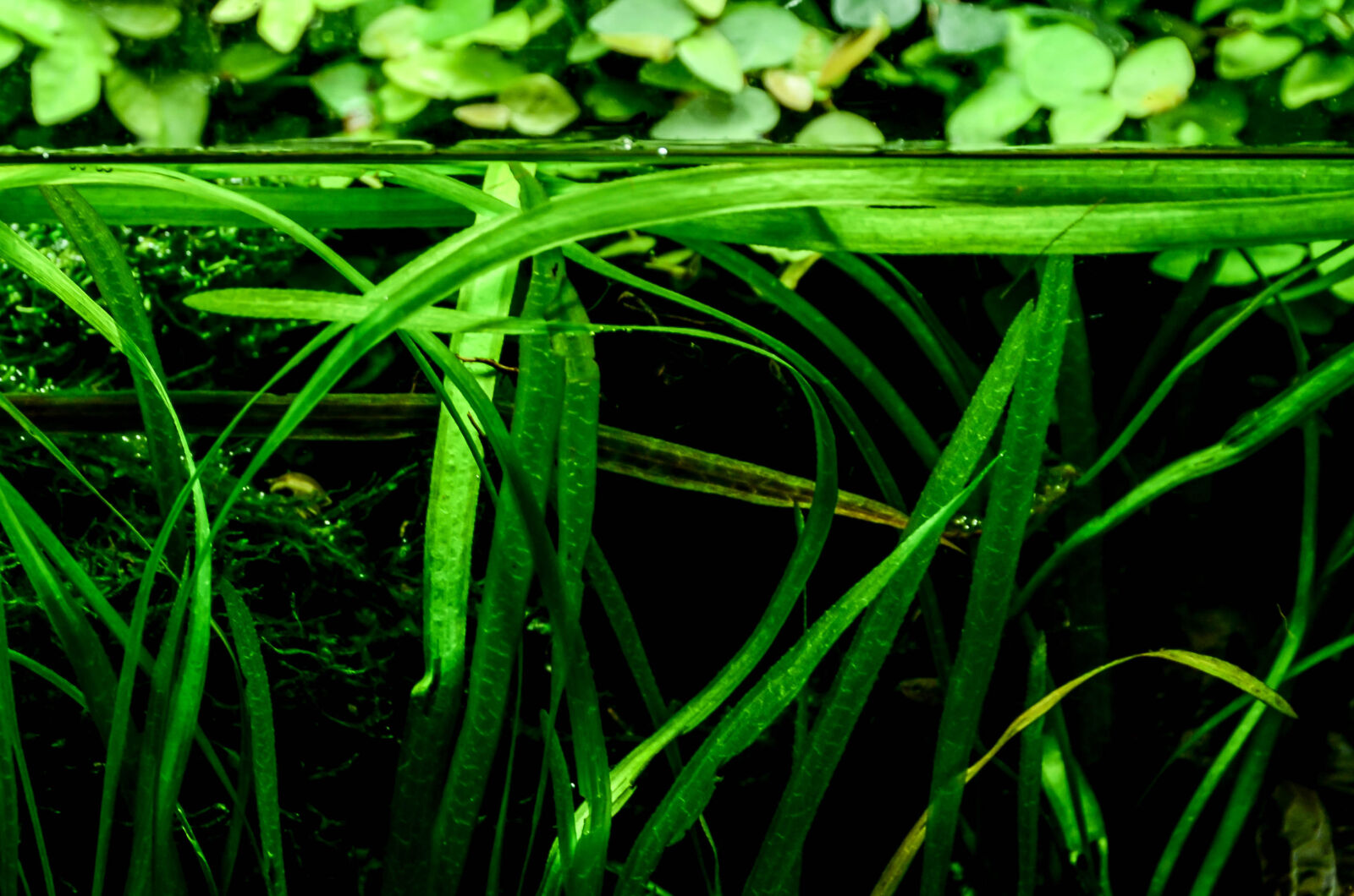 Nikon D7000 sample photo. Cc0, cool, eco, friencly photography