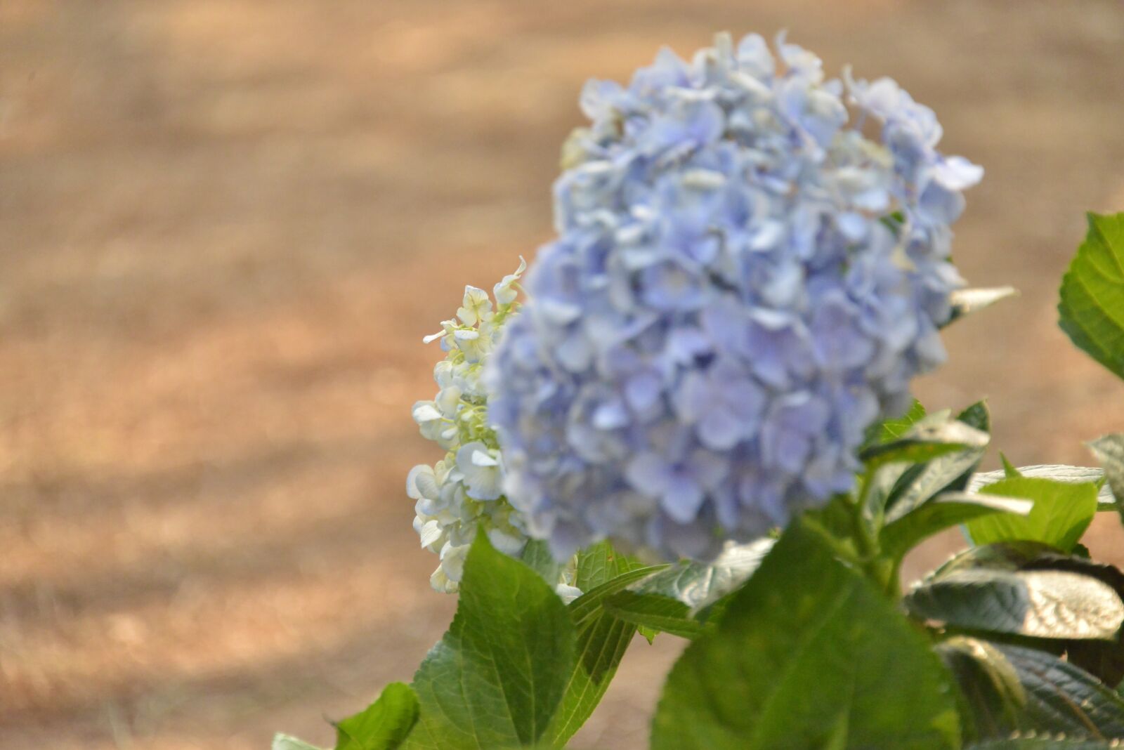 Nikon D800 sample photo. Hydrangea, flower, blossom photography