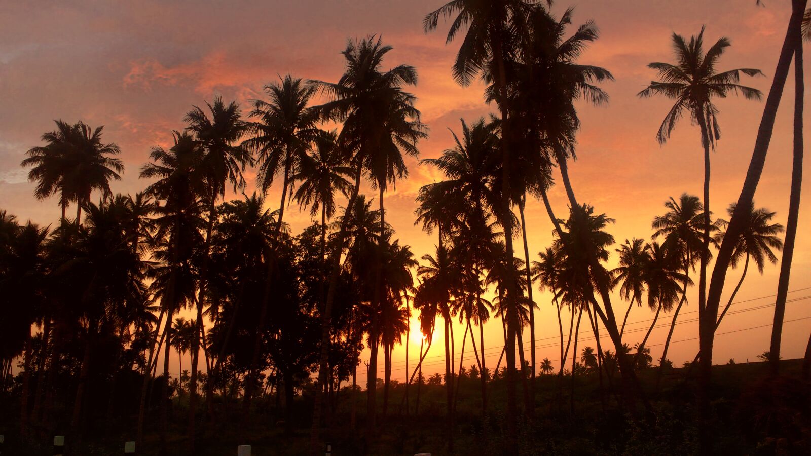 Motorola MotoG3 sample photo. Silhouette, of, palm, trees photography