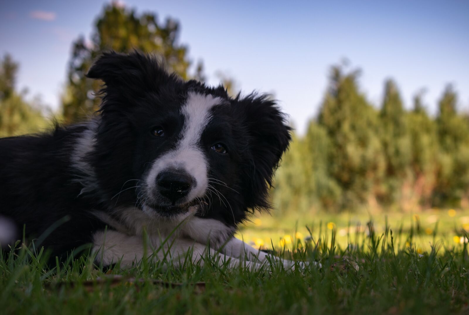 Nikon D3500 sample photo. Border, collie, puppy photography
