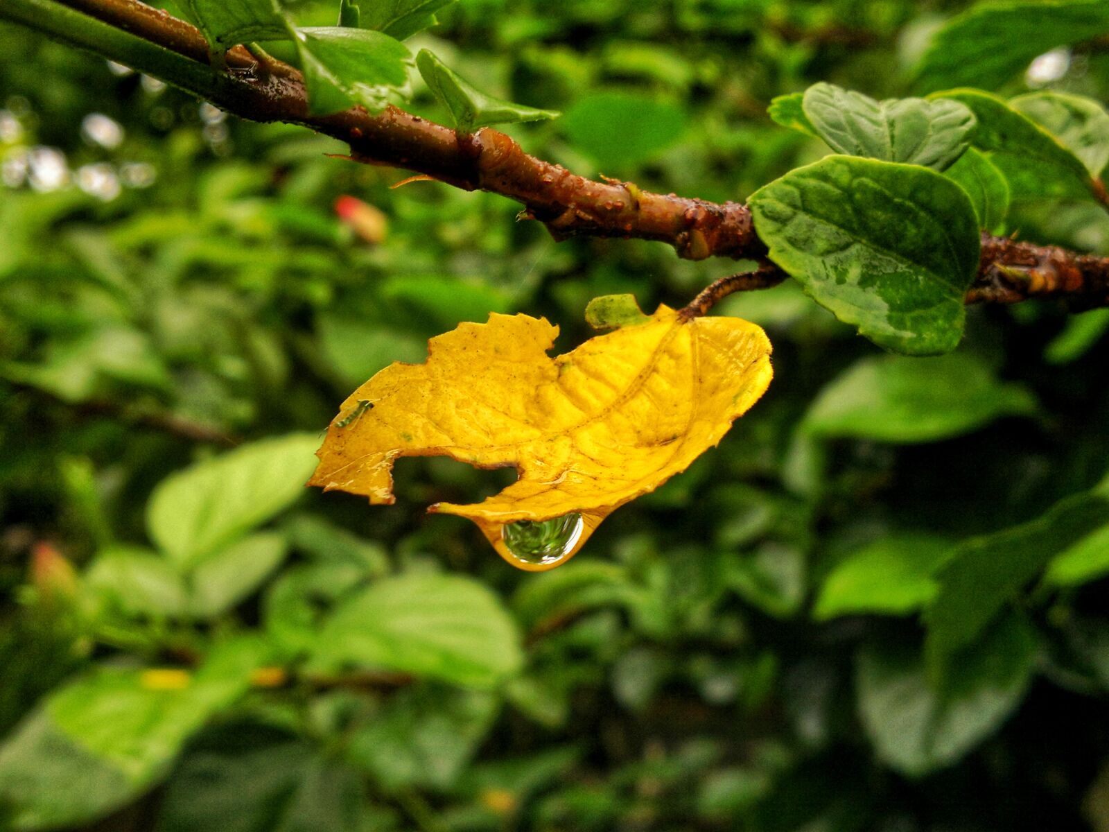 Nokia N8-00 sample photo. Yellow, leaves, leaf photography