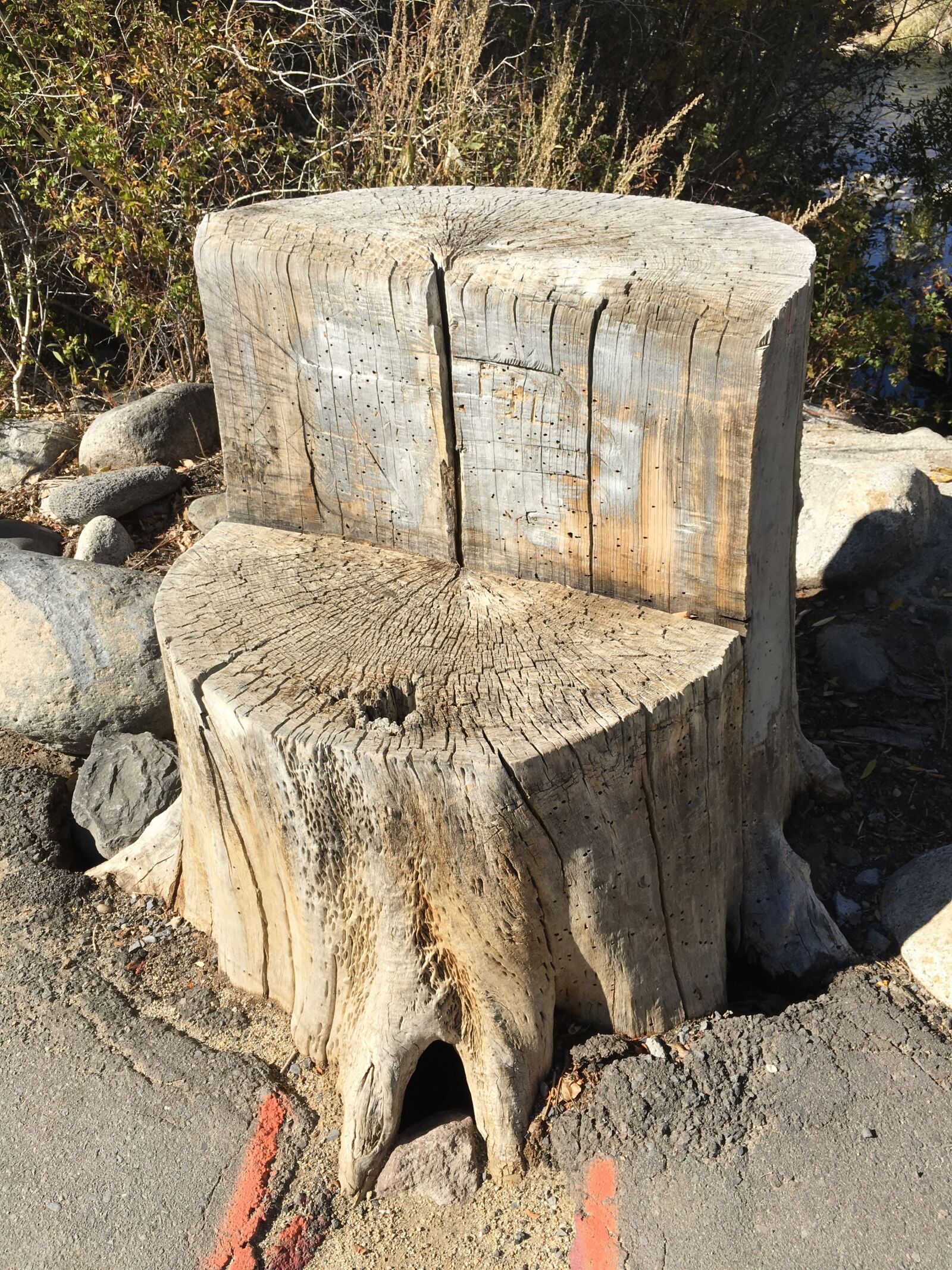 Apple iPhone 6s sample photo. Stump, tree, bark photography