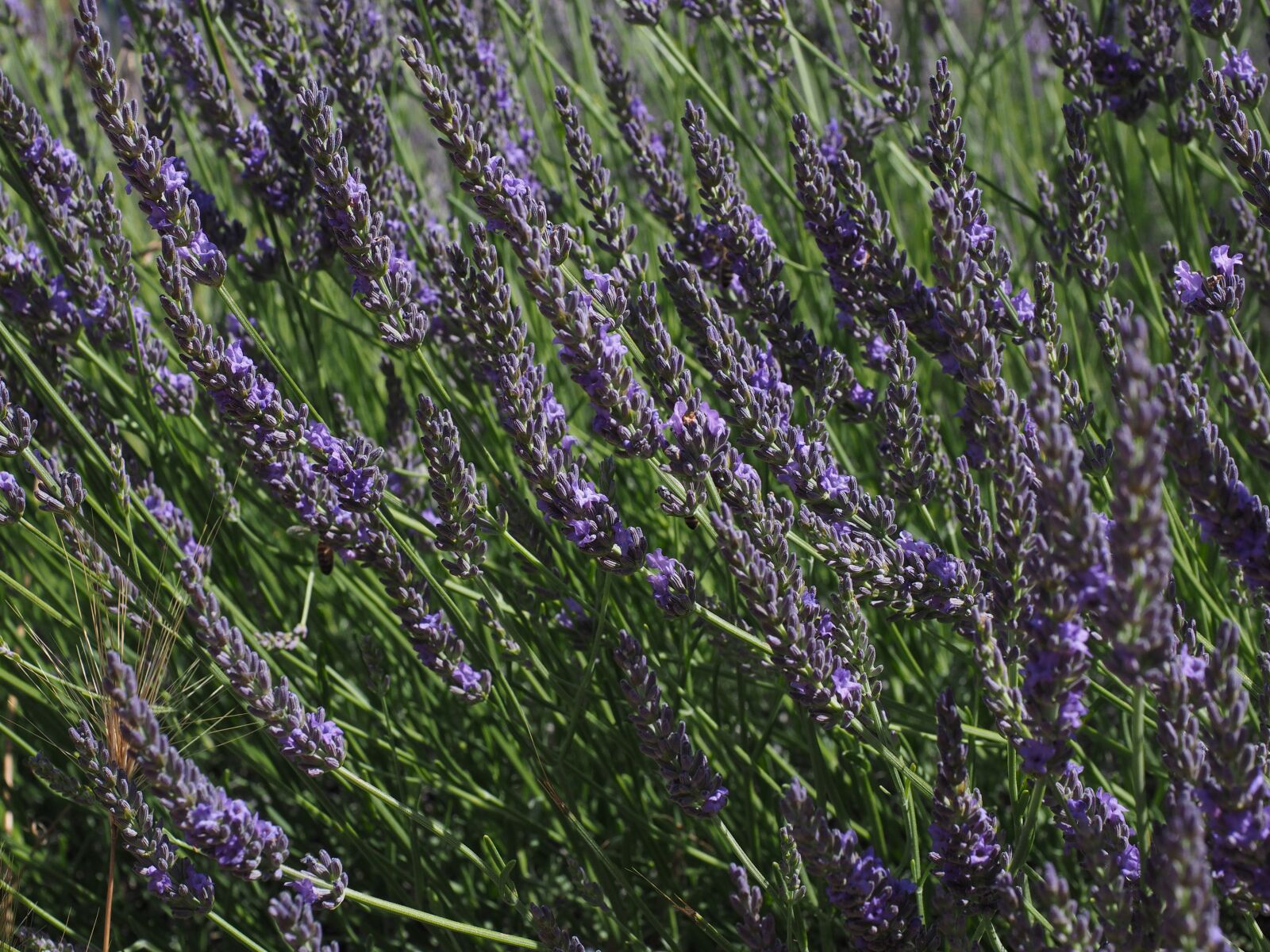Olympus OM-D E-M1 + Olympus M.Zuiko Digital ED 12-40mm F2.8 Pro sample photo. Lavender, flowers, blue photography