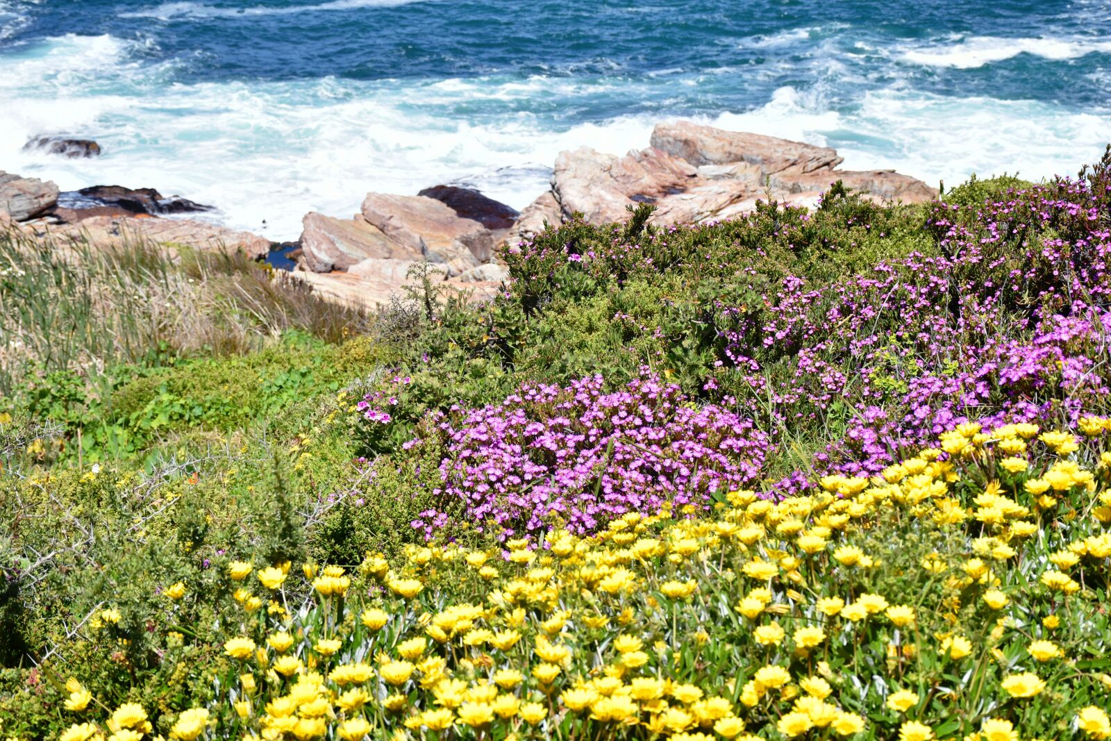 Nikon D5500 sample photo. Spring, daisies, floral photography