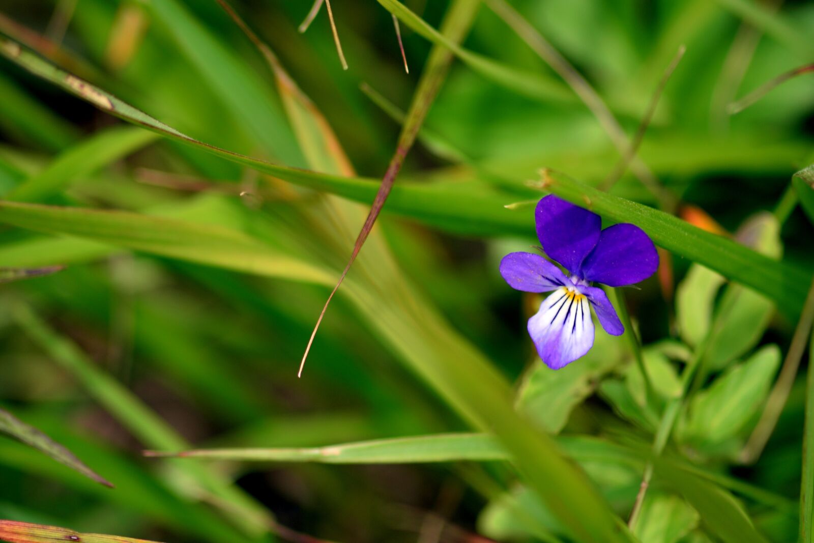 Nikon D3300 sample photo. Flower, violet, macro photography