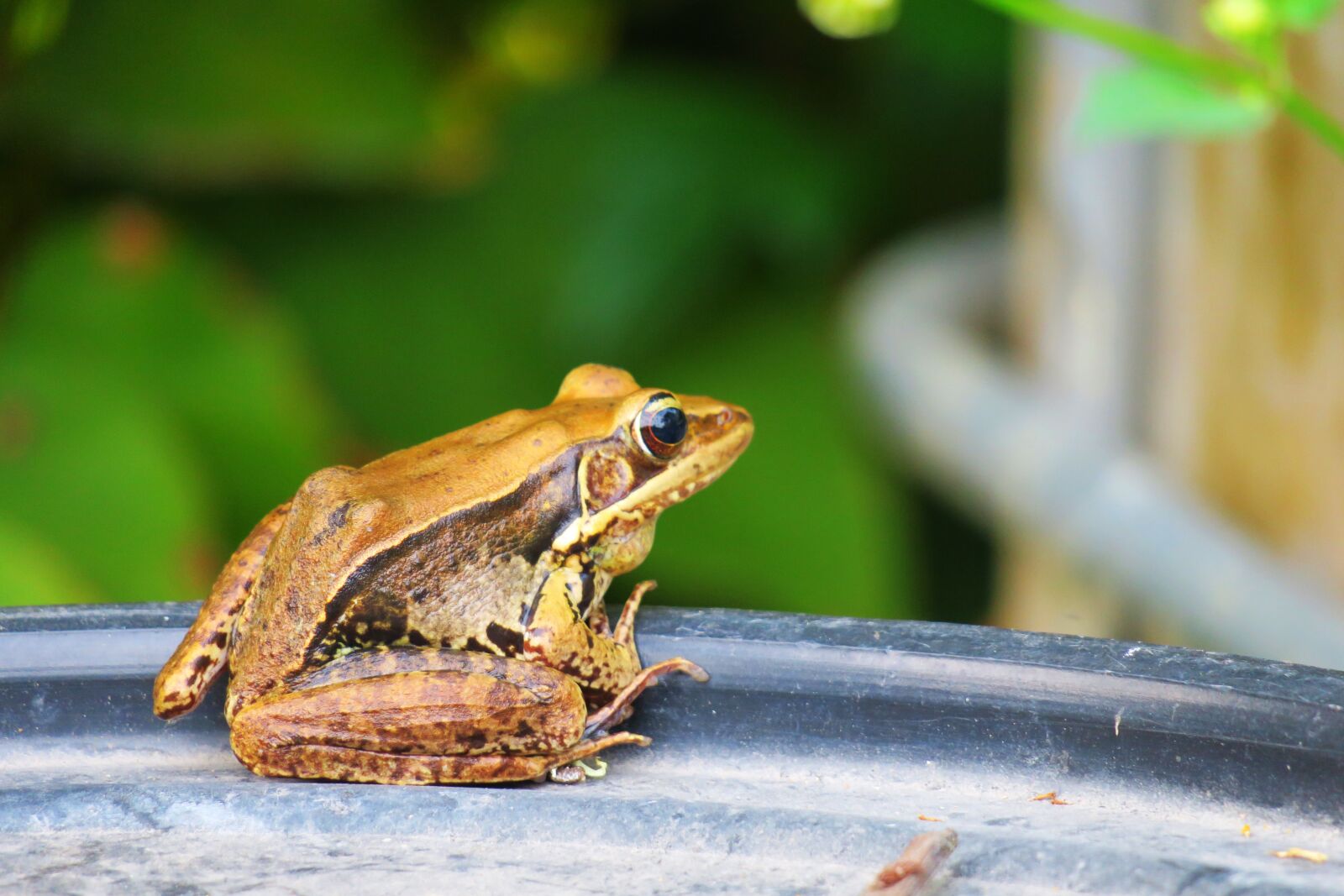 Canon PowerShot G3 X sample photo. Frog, amphibians, wildlife photography