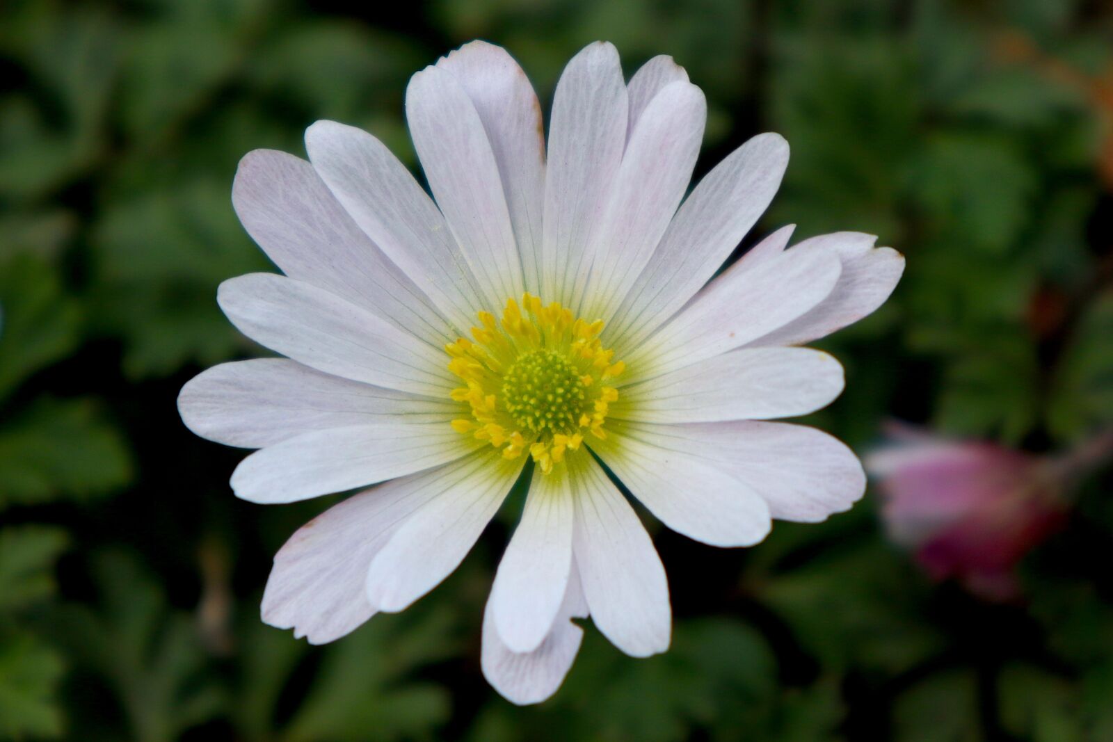 Canon EOS M100 sample photo. Wood anemone, white, blossom photography