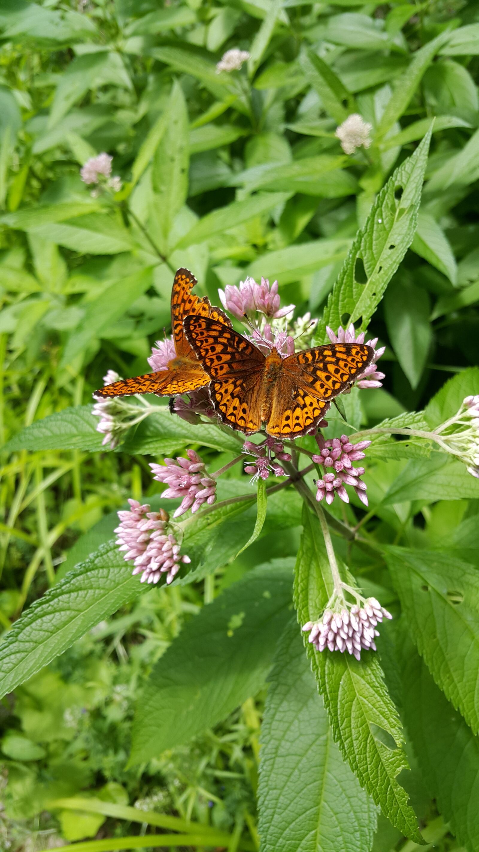 Samsung Galaxy Note4 sample photo. Butterfly, maine, summer photography