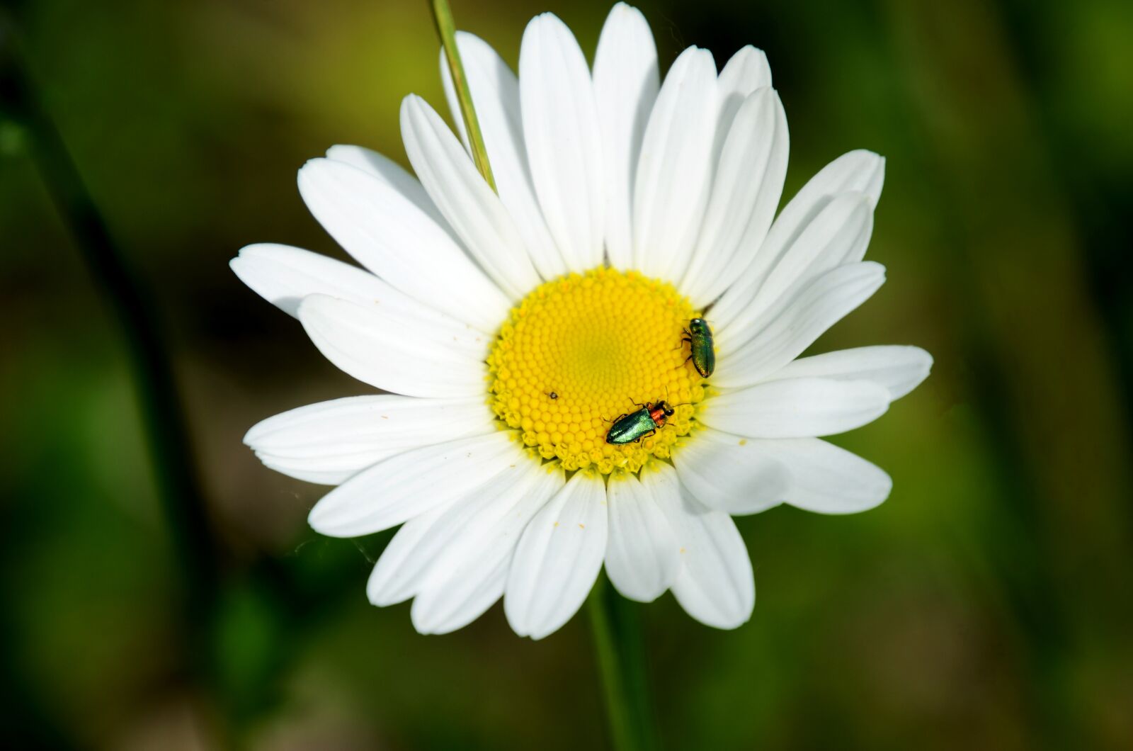 Nikon D7000 sample photo. Daisy, beetle, flower photography