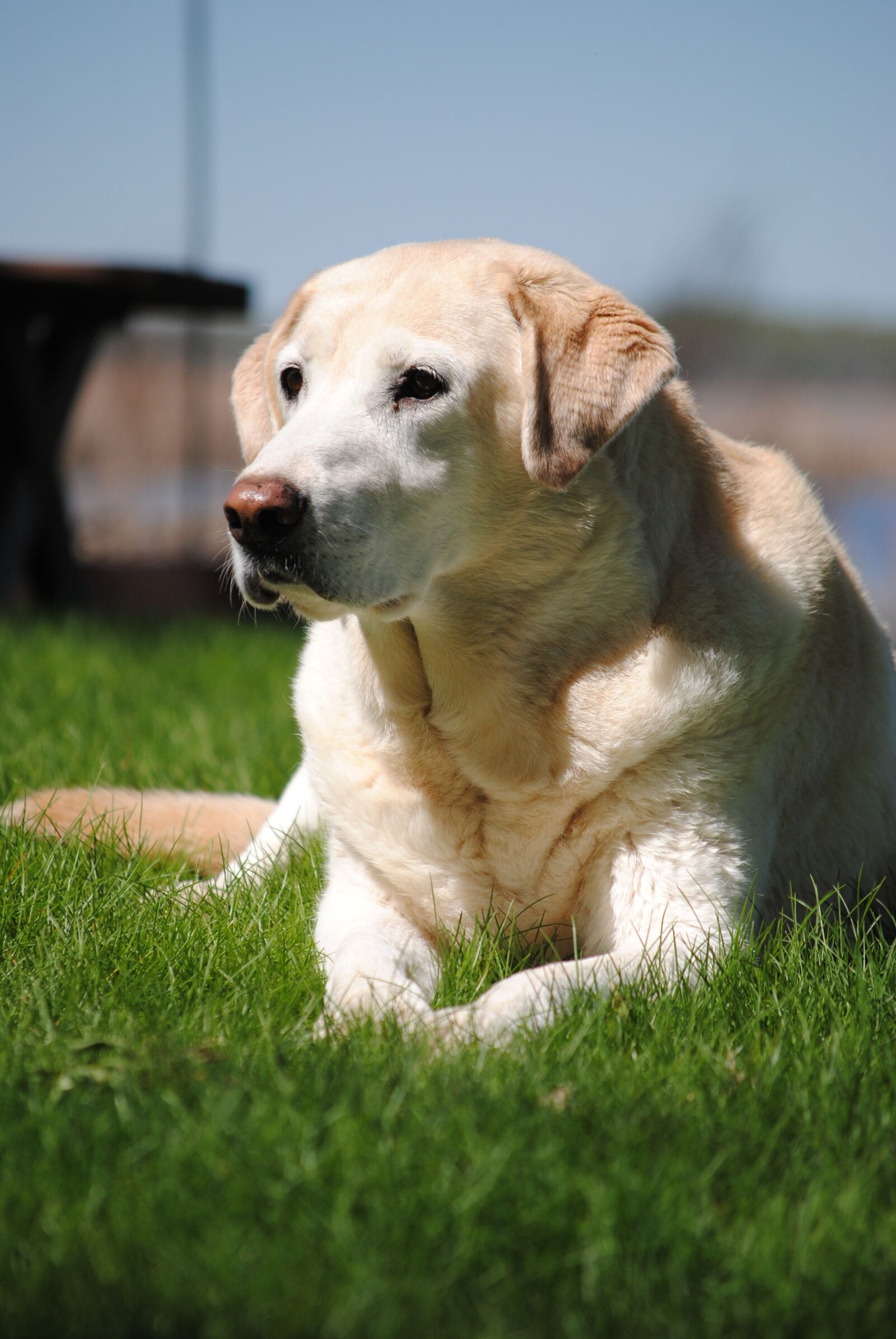 Nikon D3000 sample photo. Dog, yellow lab, labrador photography