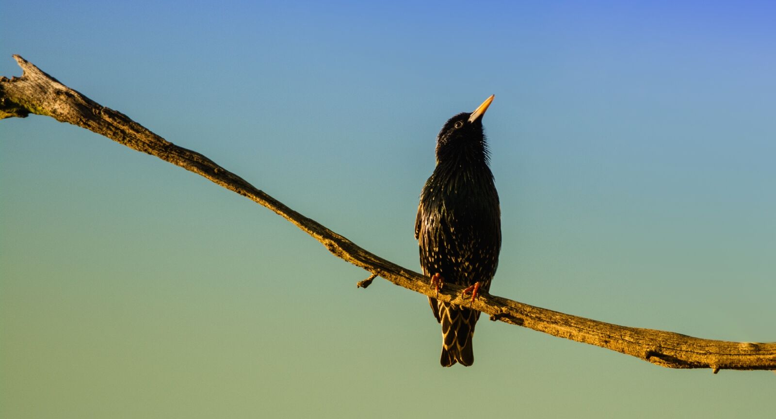 Nikon D7100 sample photo. Bird, branch, tree photography
