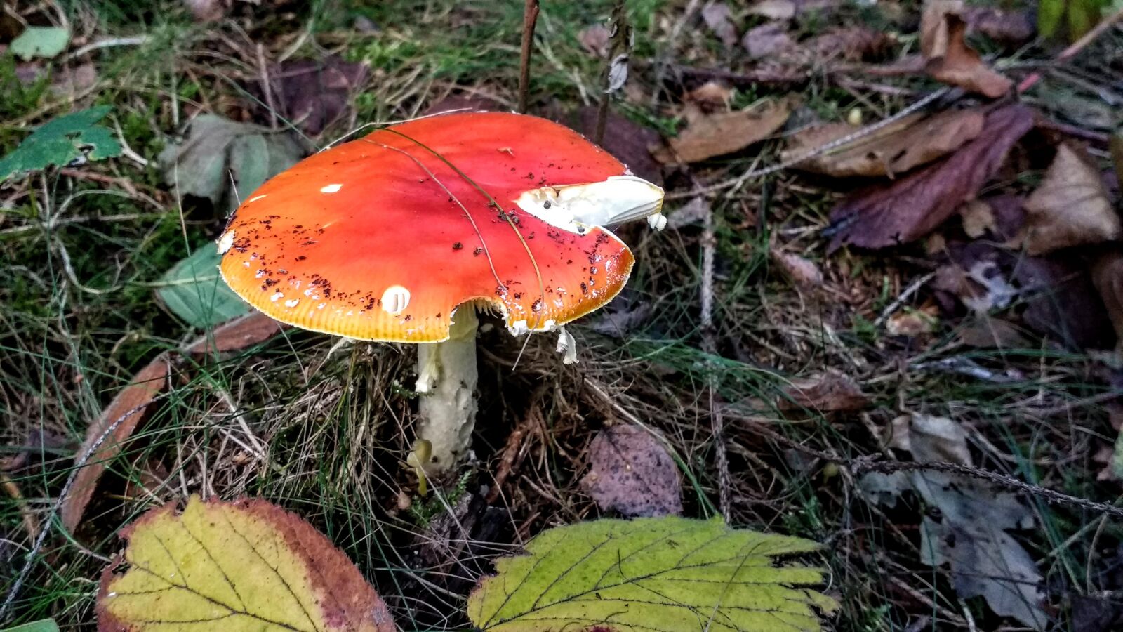 Motorola Moto G (4) sample photo. Fly agaric, mushroom, forest photography