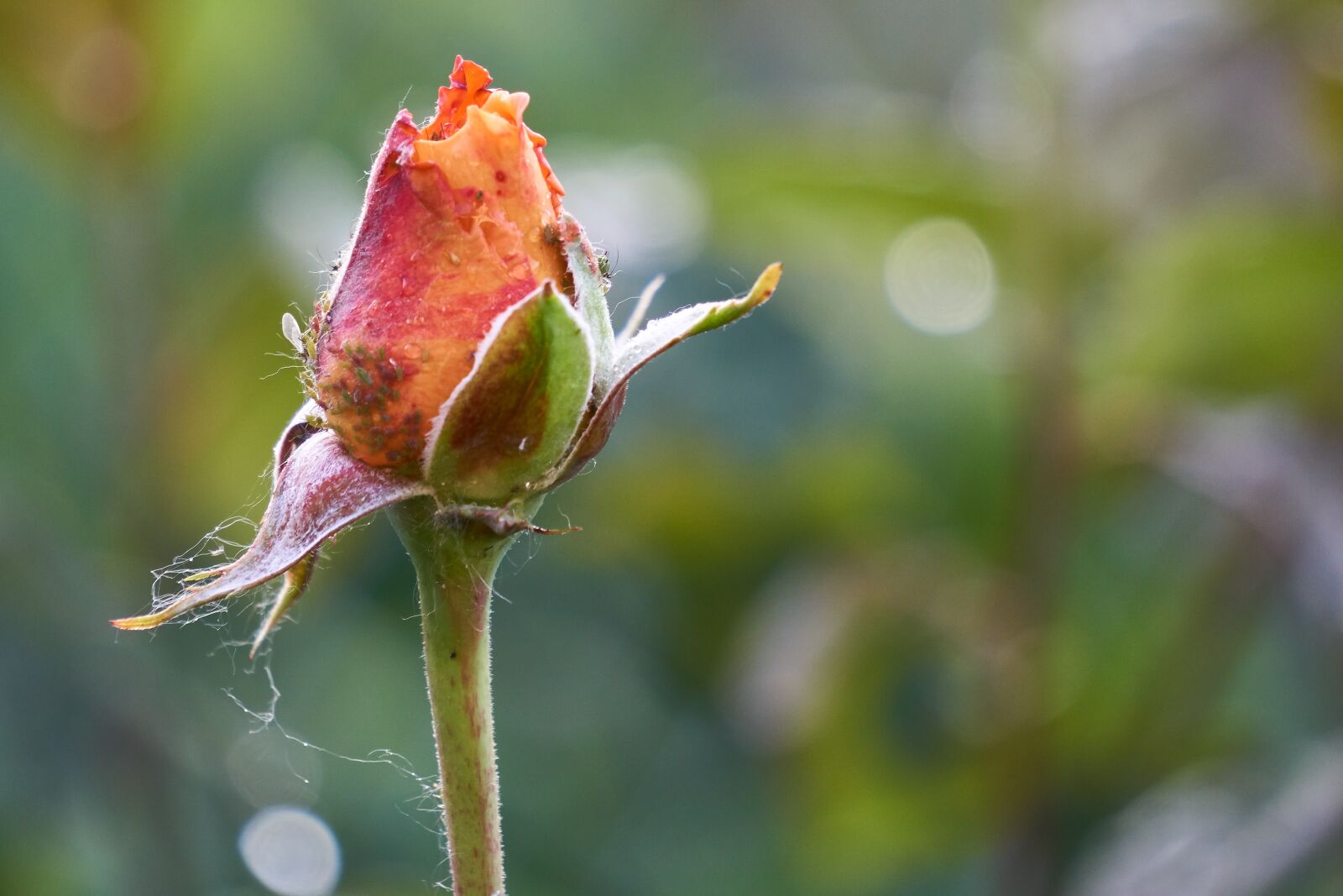 Sony E 55-210mm F4.5-6.3 OSS sample photo. Rose, blossom, bloom photography