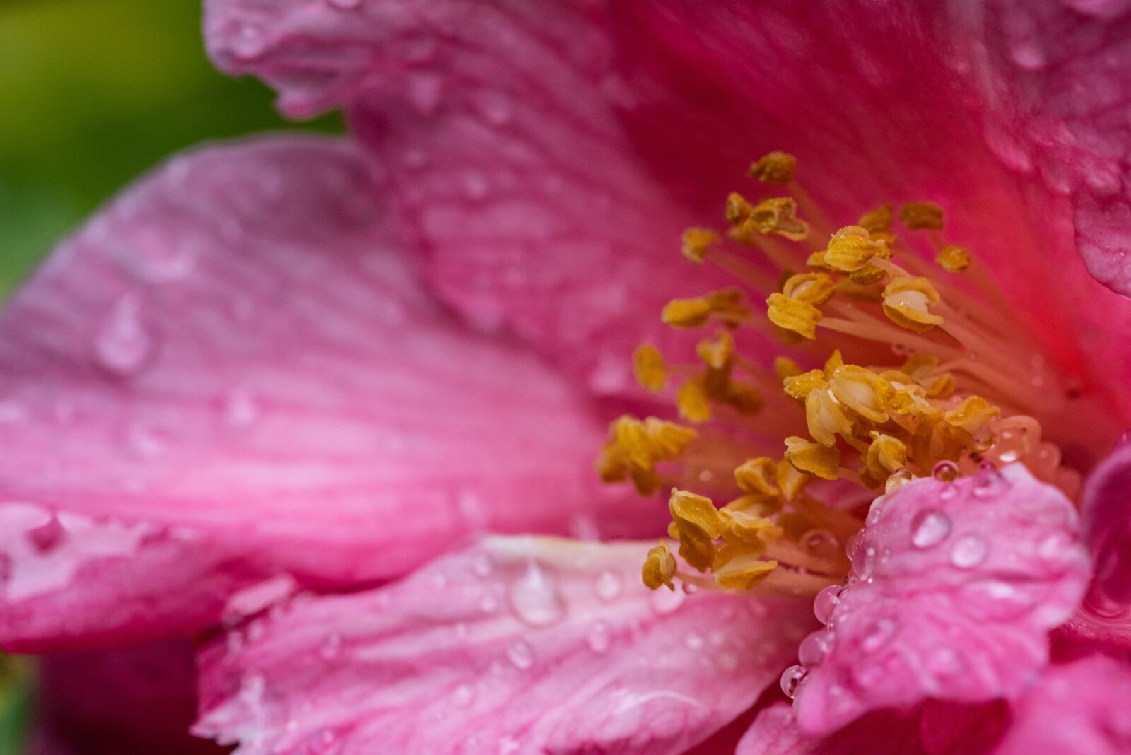 Nikon D810 sample photo. Pink, camillia, stamen photography
