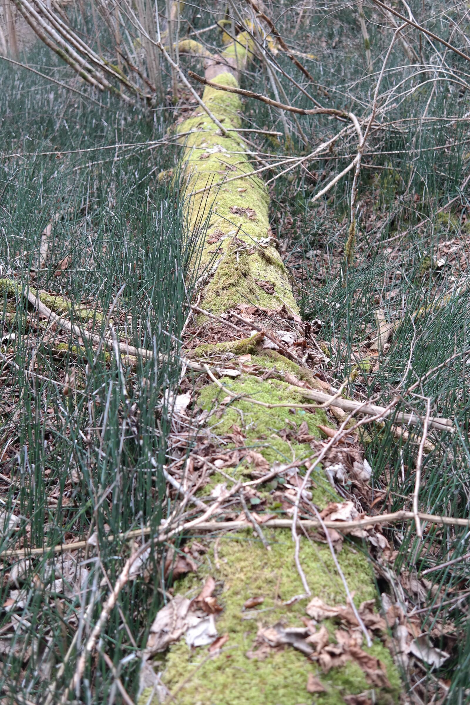 Samsung NX300 sample photo. Log, forest, moss photography