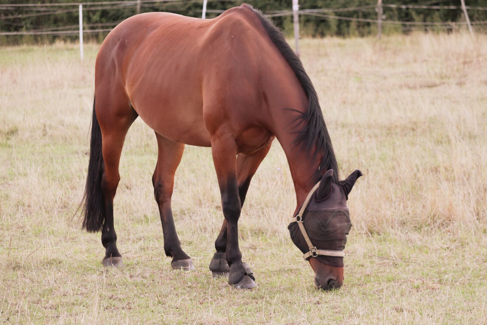 Canon EOS 200D (EOS Rebel SL2 / EOS Kiss X9) sample photo. Horse, coupling, brown photography