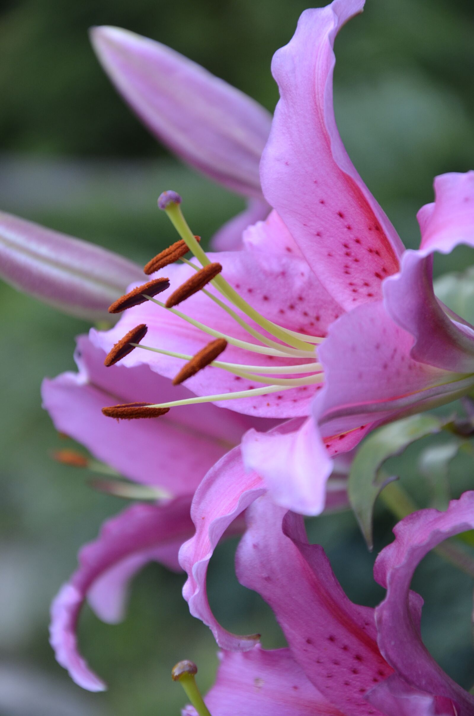 Nikon D7000 sample photo. Lily, pink, flowers photography