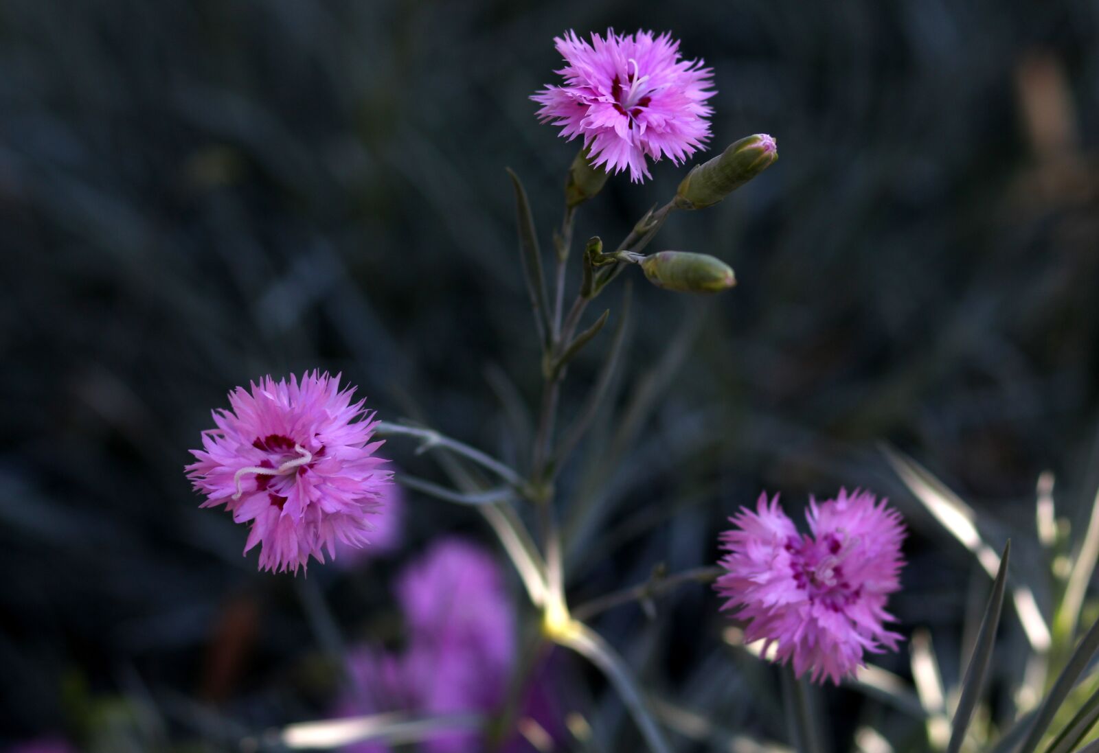 Canon EOS 700D (EOS Rebel T5i / EOS Kiss X7i) + Canon EF 85mm F1.8 USM sample photo. Carnation, flower, pink photography