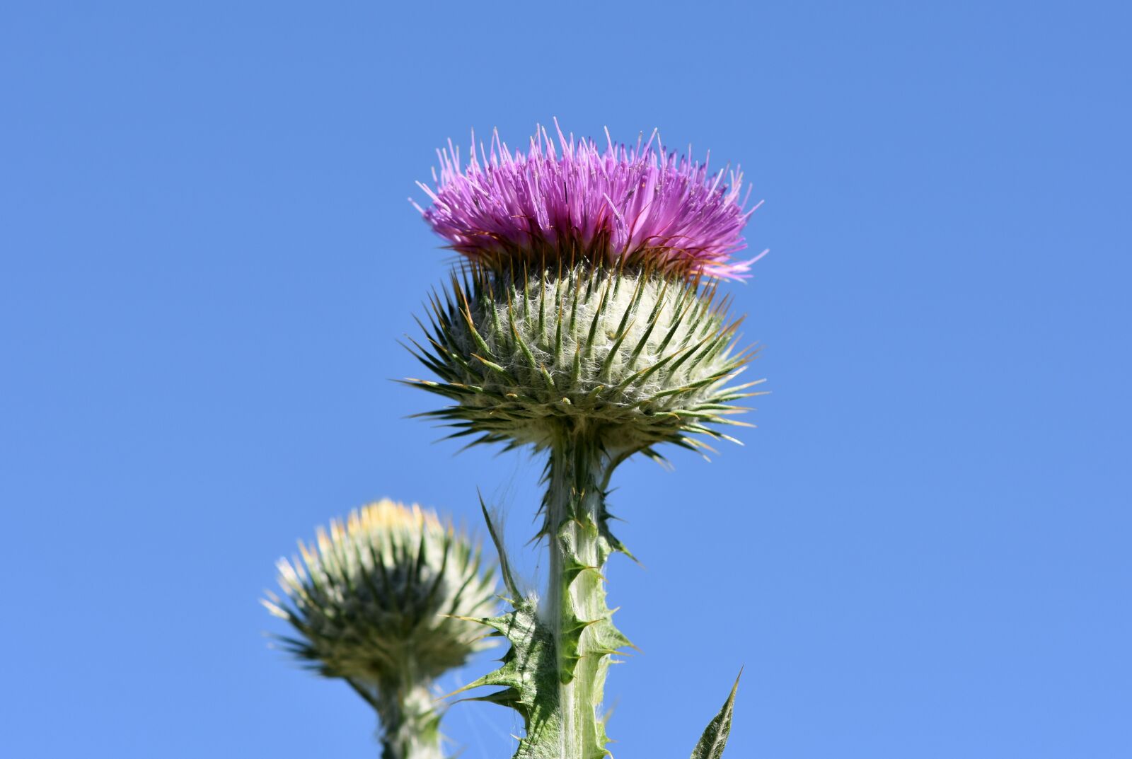 Nikon D7200 sample photo. Thistle, donkey thistle, ordinary photography