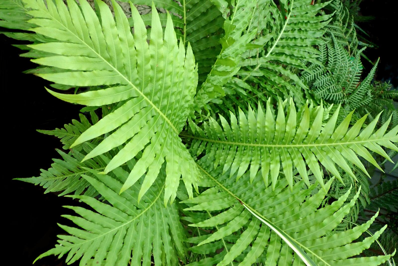 Olympus TG-5 sample photo. Ferns, leaves, green photography
