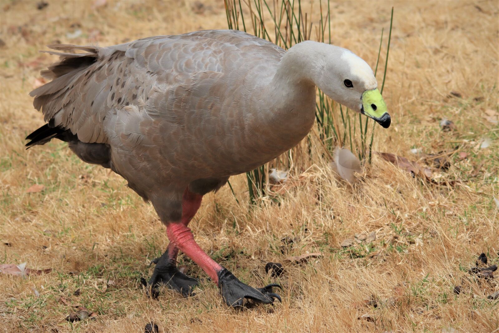 Canon EOS 90D sample photo. Cape barren goose, waterfowl photography