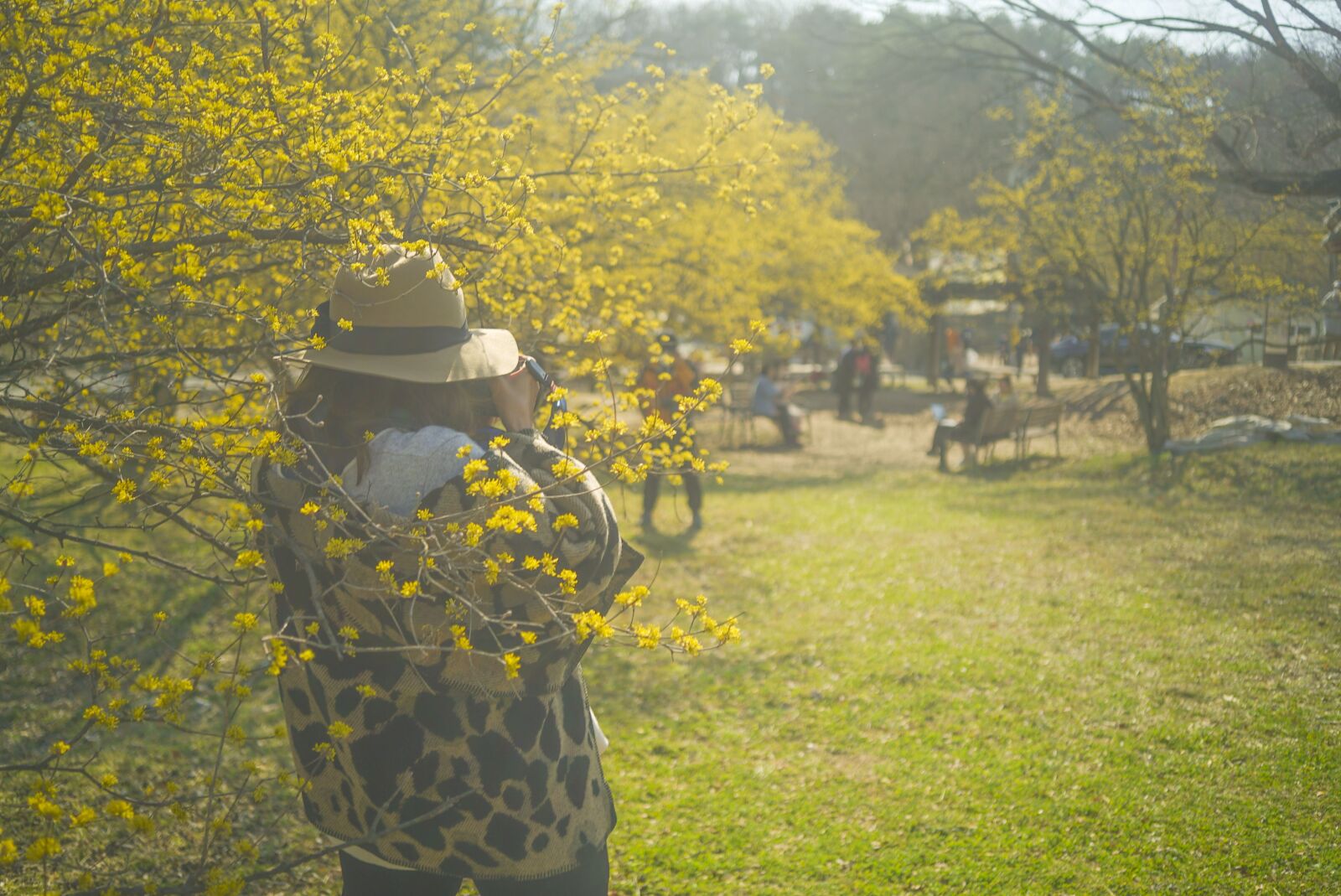 Samyang AF 35mm F2.8 FE sample photo. 산수유, 봄, 꽃 photography