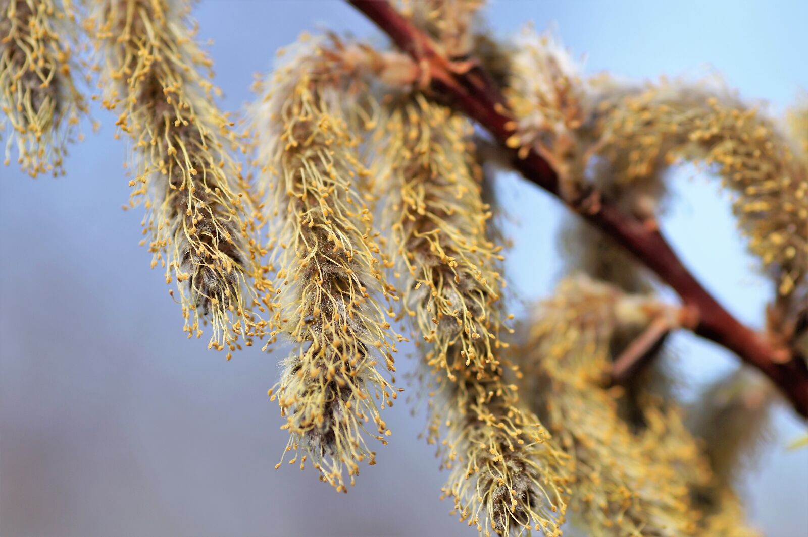 Sony SLT-A58 sample photo. Willow, cats, spring photography
