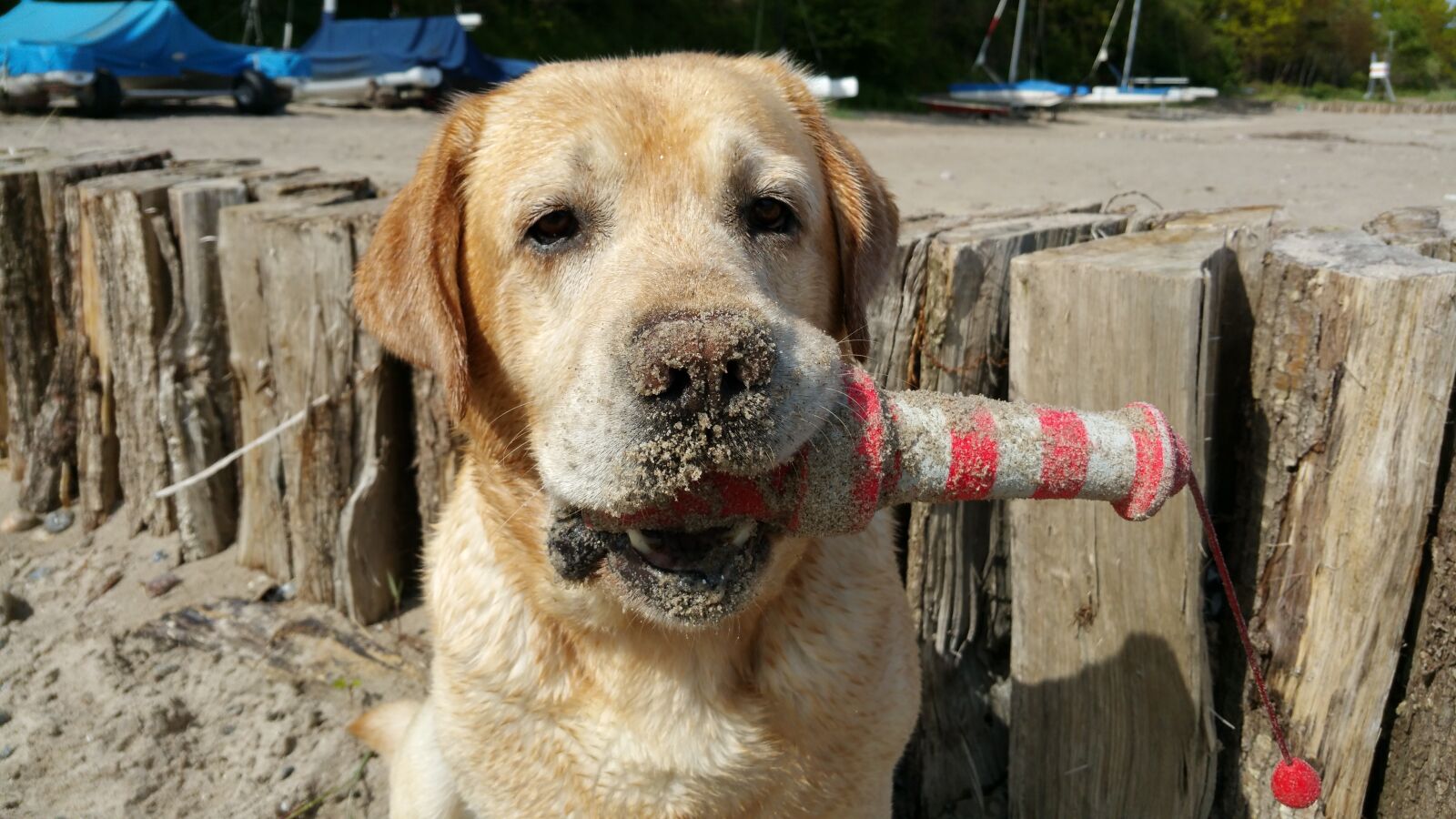 Samsung Galaxy Note4 sample photo. Labrador beach, labrador playing photography