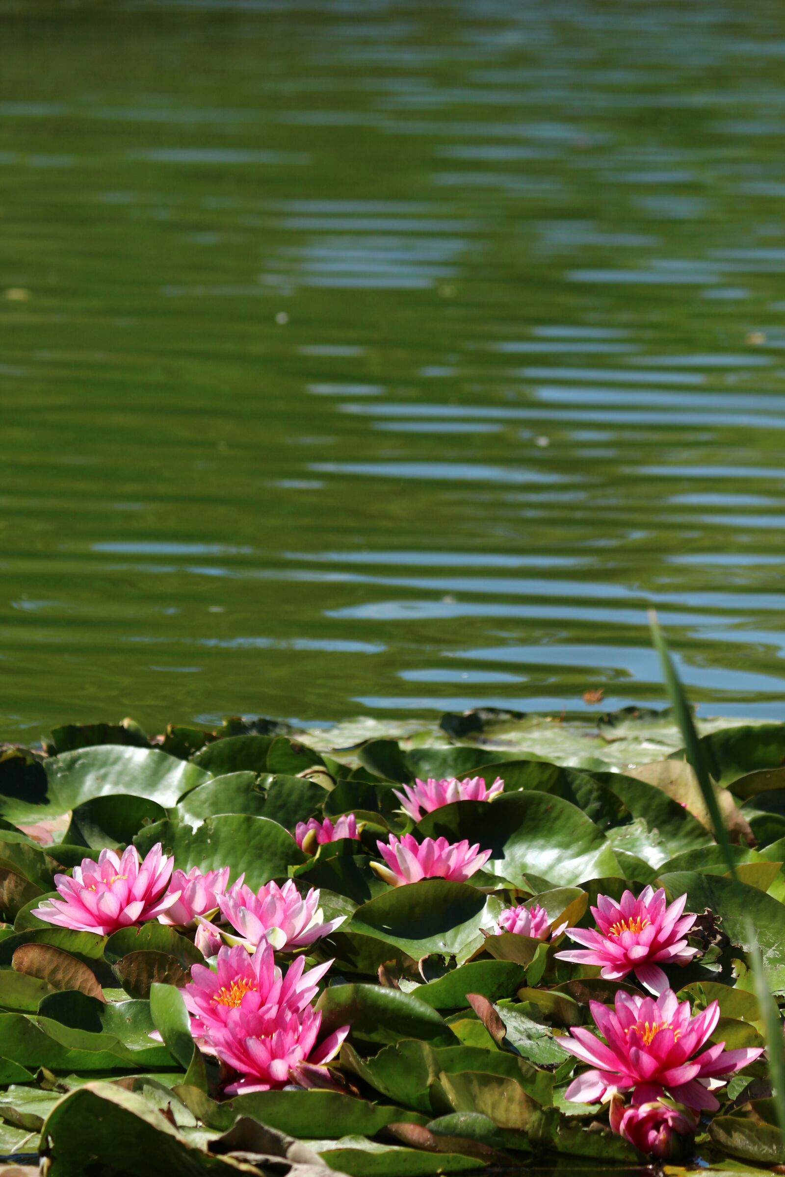Canon EOS 650D (EOS Rebel T4i / EOS Kiss X6i) + Canon EF-S 55-250mm F4-5.6 IS II sample photo. Park, water lilies, lotus photography