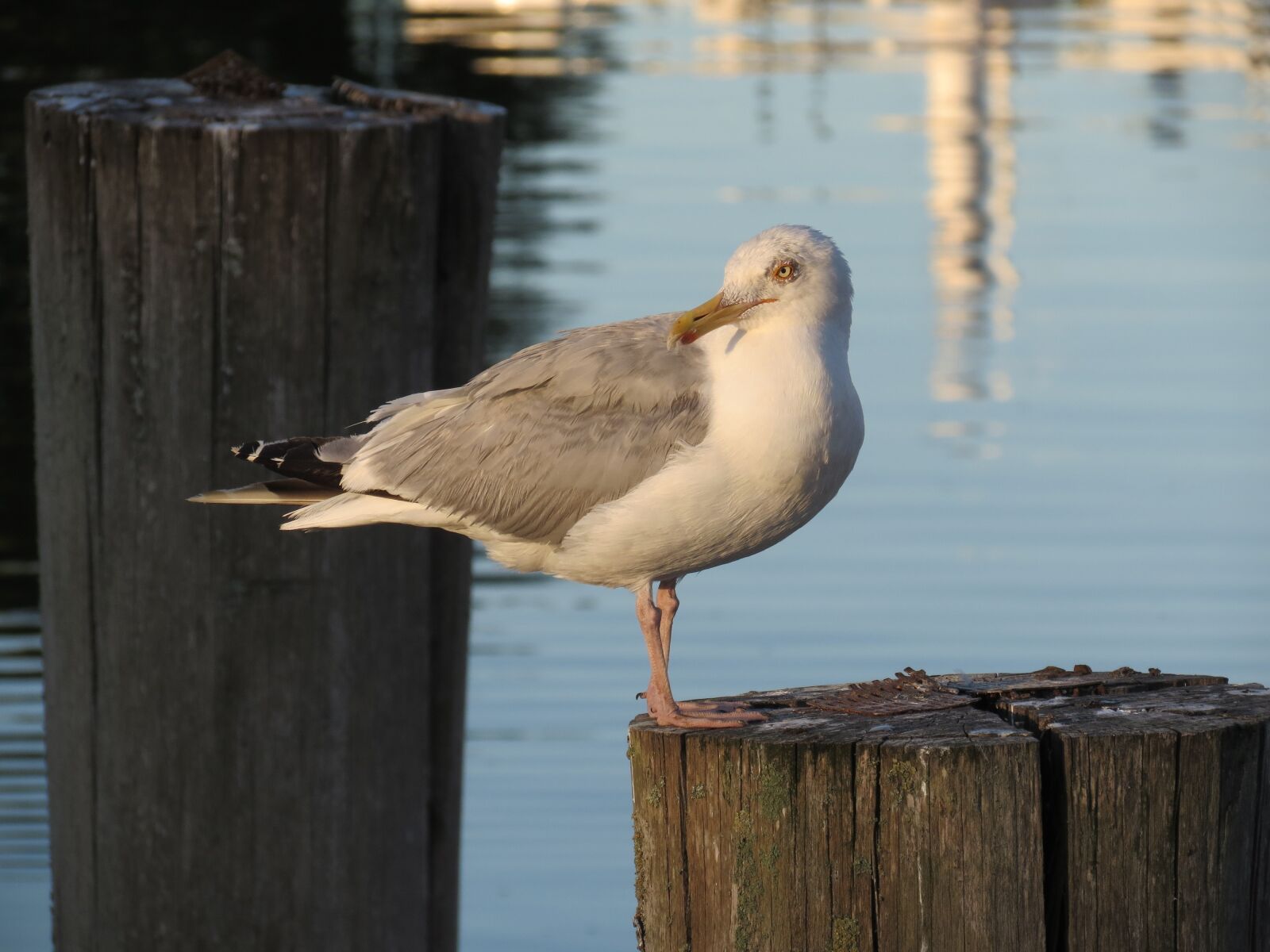 Canon PowerShot SX40 HS sample photo. Bird, waters, animal world photography