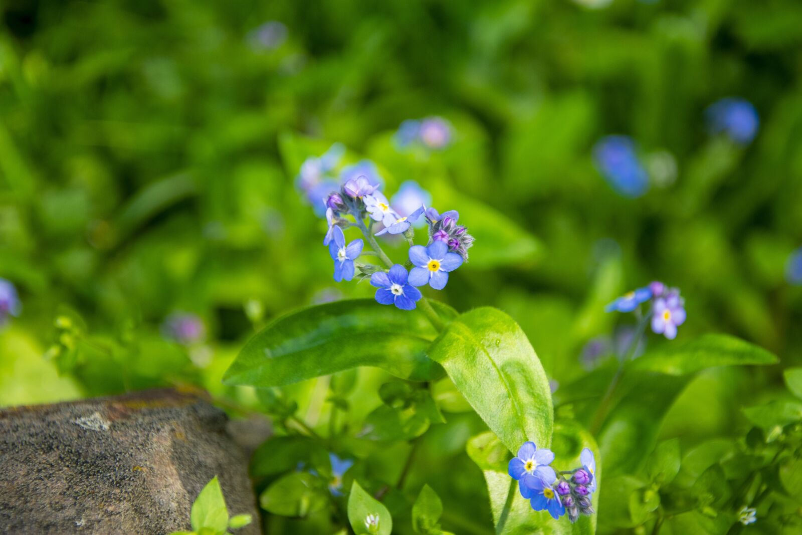 Nikon D3400 sample photo. Blue, petals, nature photography