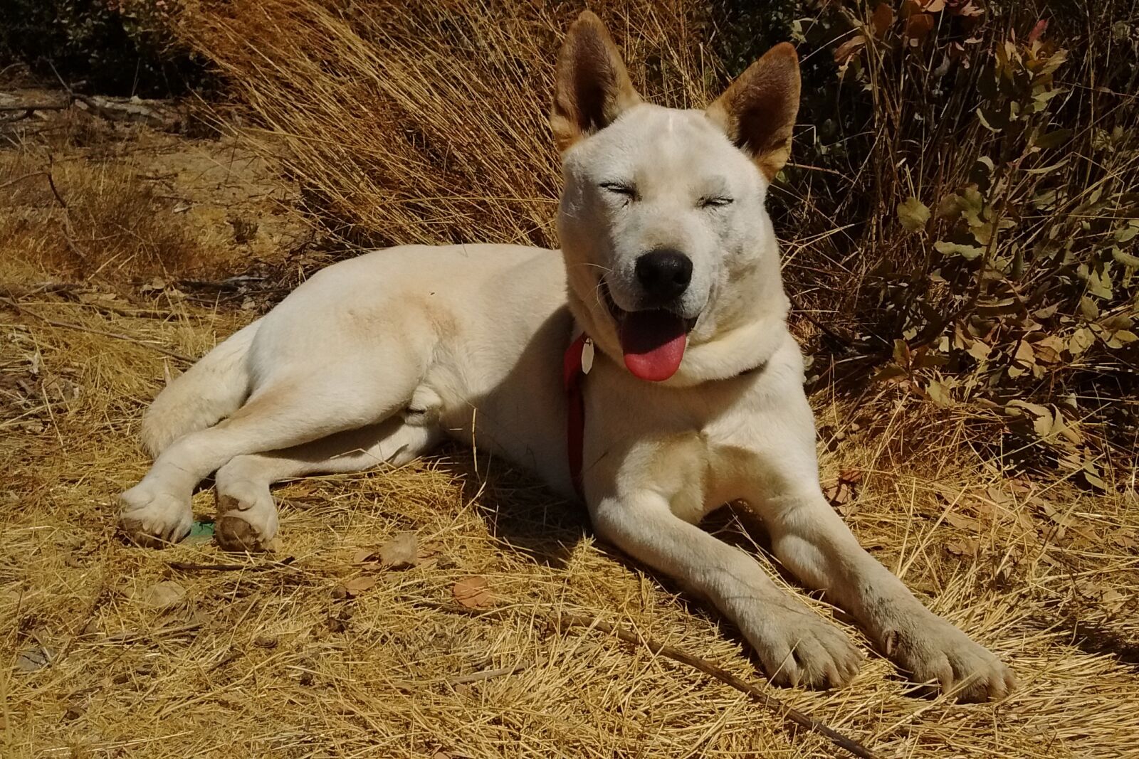 Motorola Moto E with 4G LTE (2nd Gen) sample photo. Dog, happy, sunshine photography