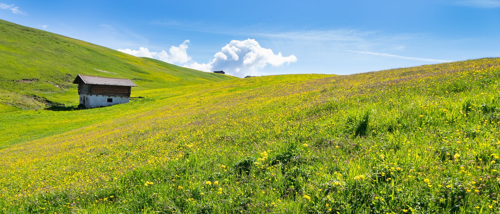 Sony Cyber-shot DSC-RX10 II sample photo. Mountain meadow, alpine meadow photography