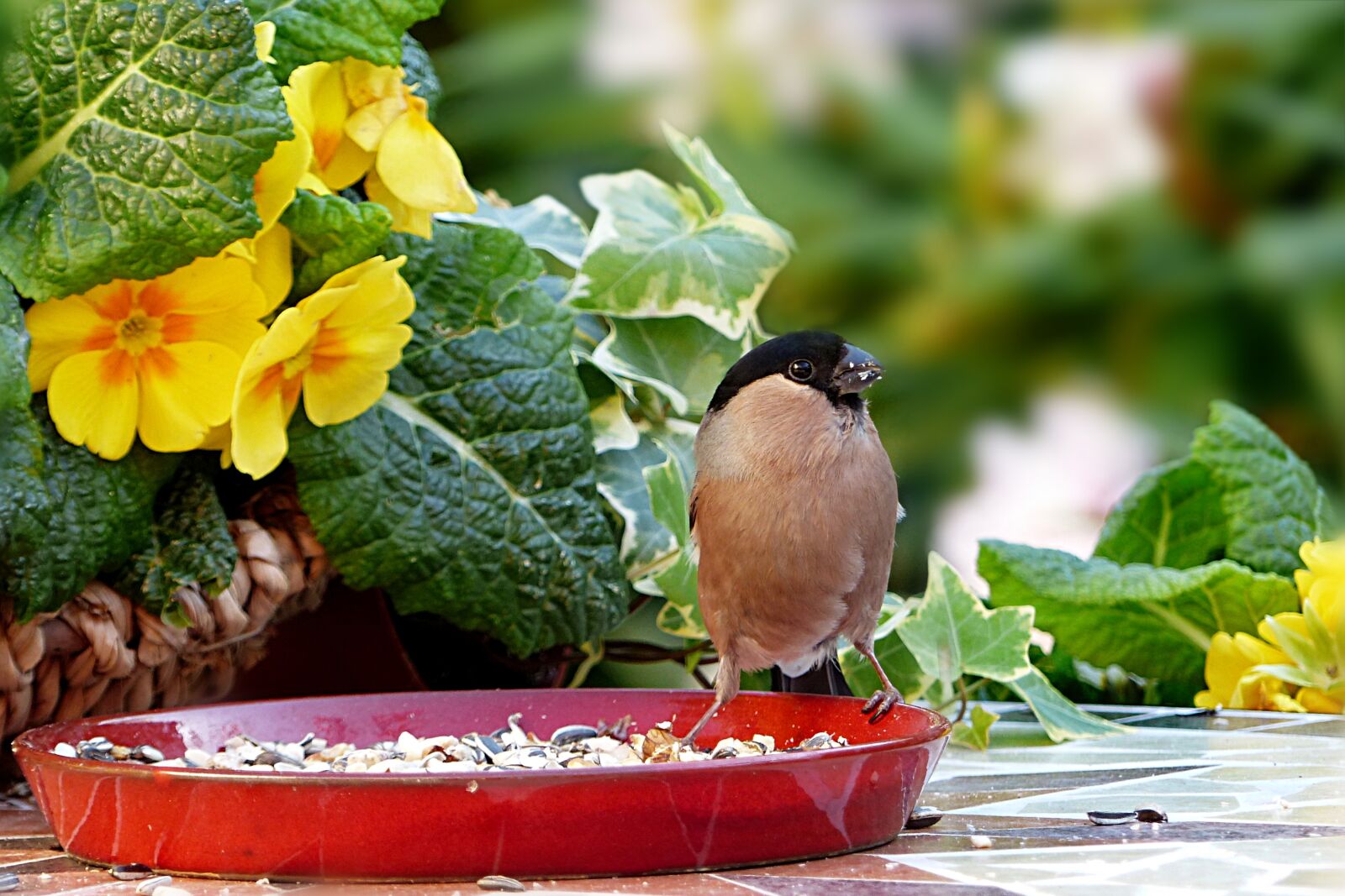 Panasonic Lumix DMC-FZ200 sample photo. Animal, bird, bullfinch photography