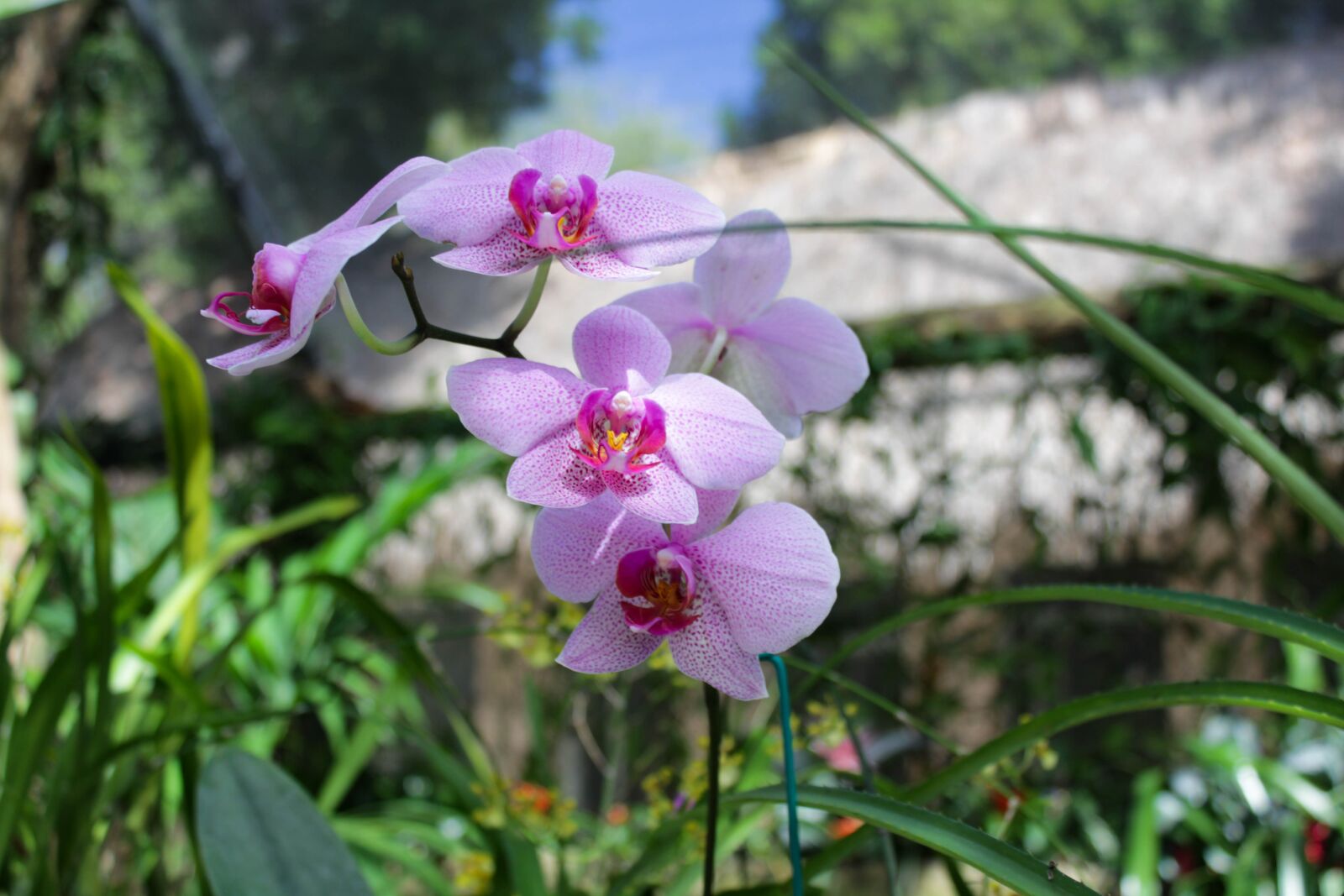 Canon EOS 1300D (EOS Rebel T6 / EOS Kiss X80) sample photo. Pink, flowers, nature photography