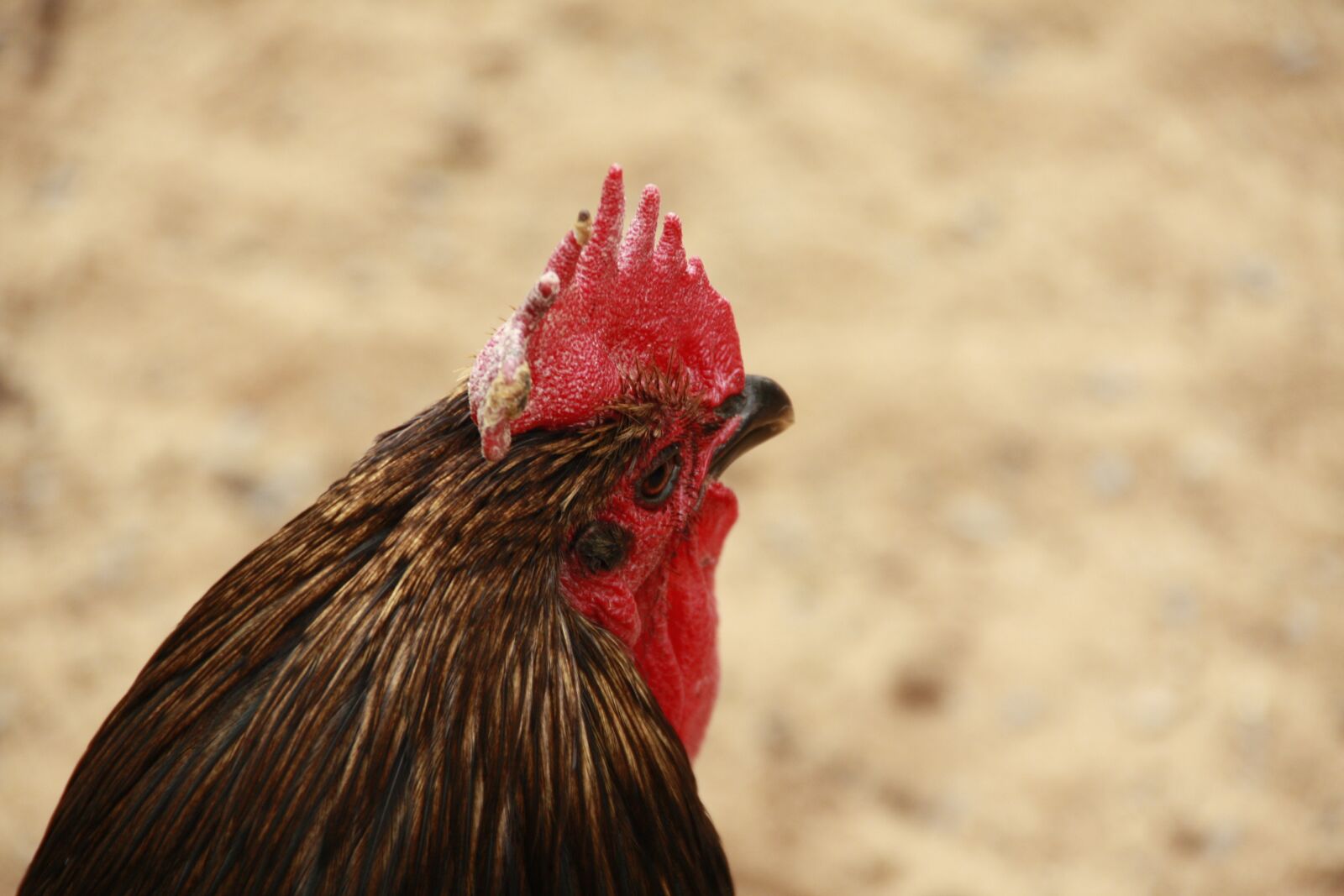Canon EOS 450D (EOS Rebel XSi / EOS Kiss X2) sample photo. Hahn, chickens, chicken photography