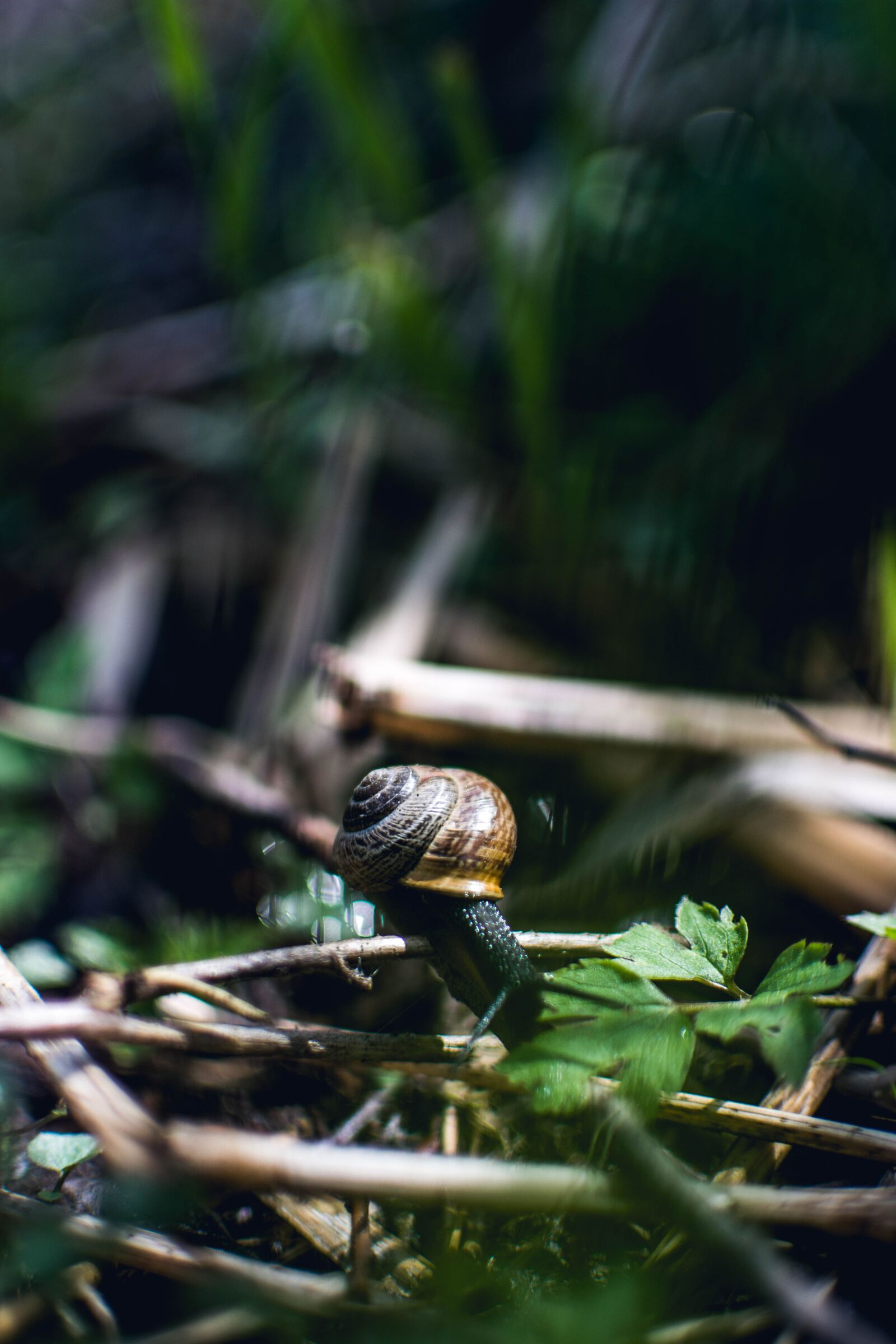 Nikon D5200 sample photo. Nature, animal world, wood photography