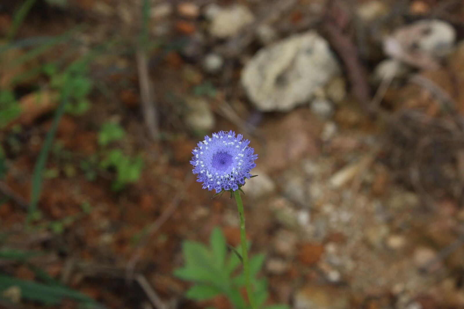 Canon EOS 70D + Canon EF-S 18-55mm F3.5-5.6 III sample photo. Flower, violet, natural photography