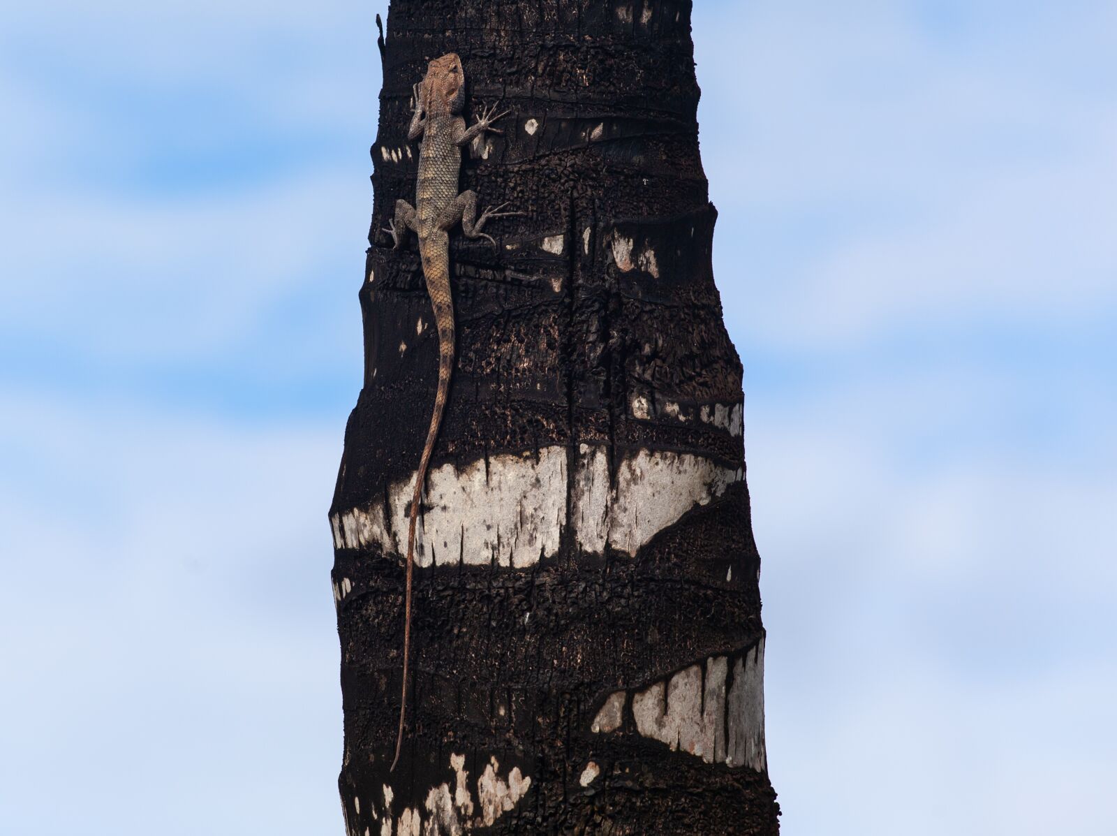 Canon EF 70-200mm F4L USM sample photo. Mauritius gecko, mauritius lizard photography
