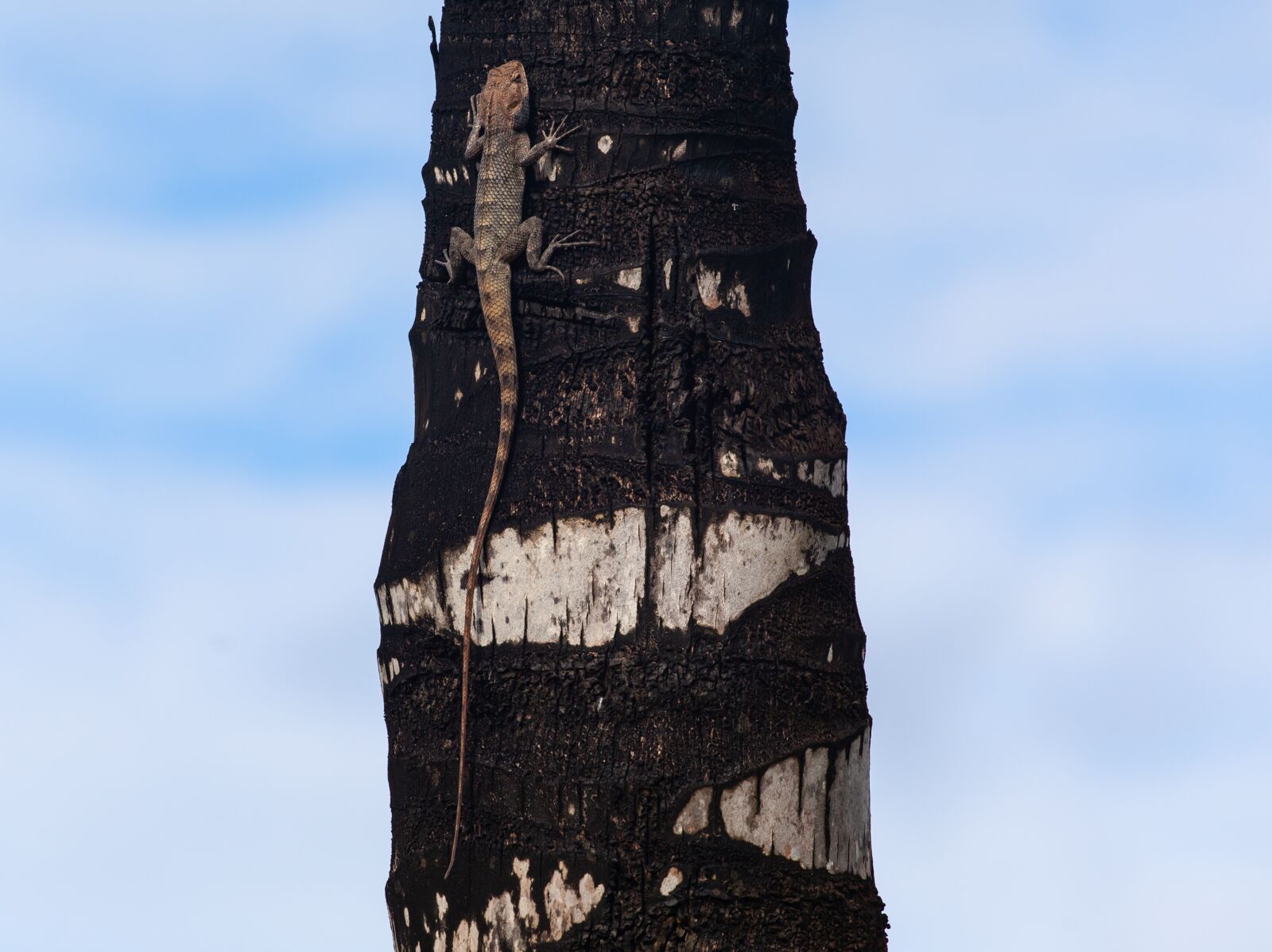 Canon EOS 5D Mark II + Canon EF 70-200mm F4L USM sample photo. Mauritius gecko, mauritius lizard photography