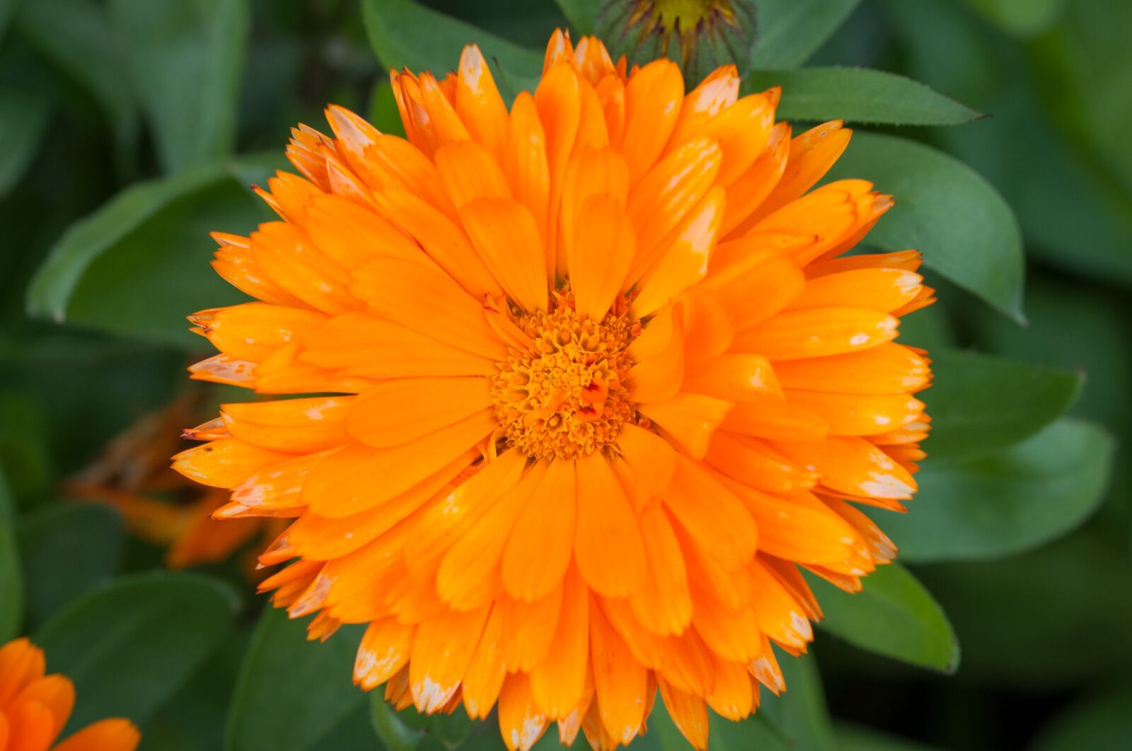 Nikon D90 sample photo. Marigold, calendula officinalis, composites photography