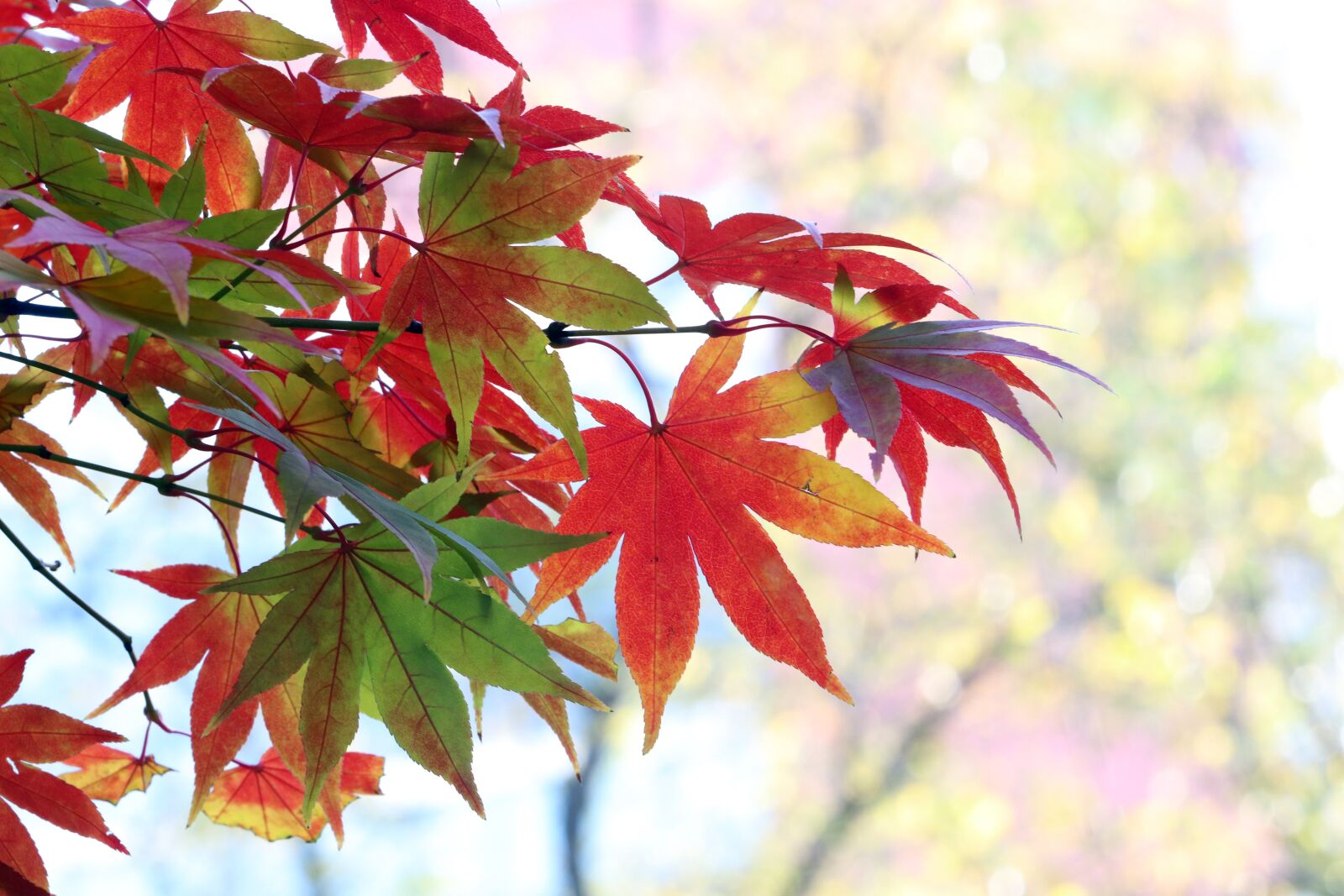 Canon EF 70-200mm F2.8L USM sample photo. Autumn, autumn leaves, the photography